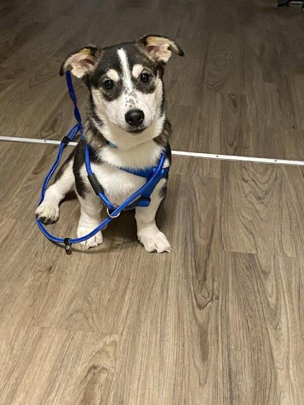 Gabriel (Gabe), Adoptable, Young Male Mixed Breed.