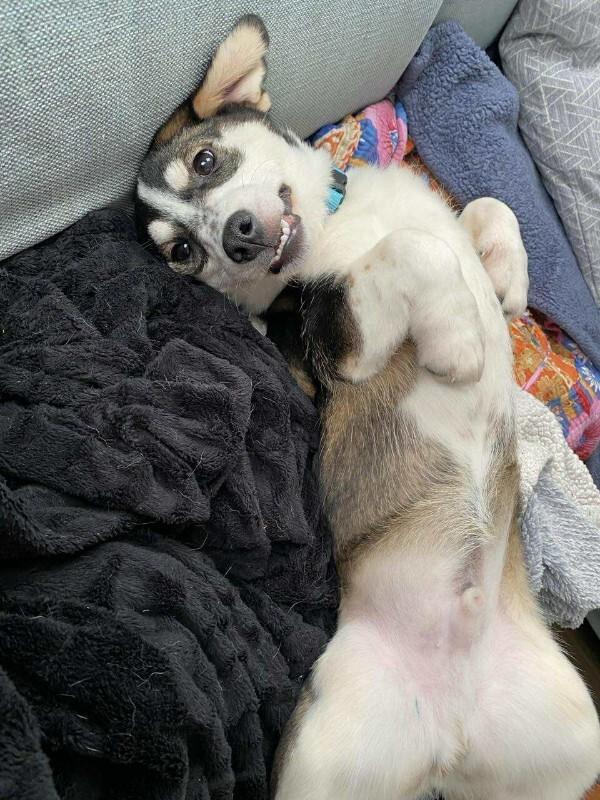 Enlarge Gabriel (Gabe), a Adoptable Mixed Breed in Athens, ON image 2/6