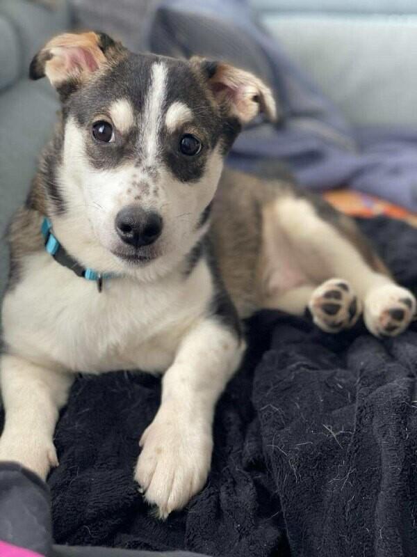 Gabriel (Gabe), Adoptable, Young Male Mixed Breed.