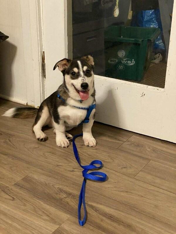 Enlarge Gabriel (Gabe), a Adoptable Mixed Breed in Athens, ON image 4/6