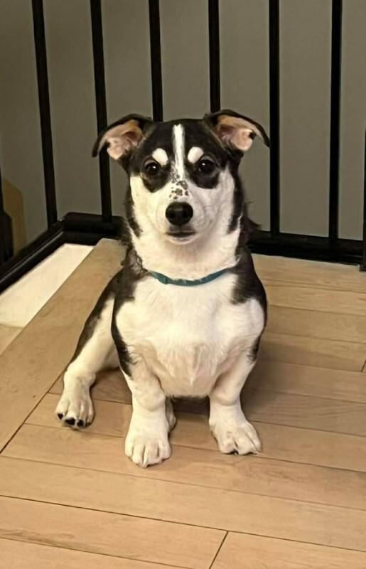 Enlarge Gabriel (Gabe), a Adoptable Mixed Breed in Athens, ON image 2/6