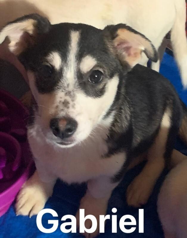 Enlarge Gabriel (Gabe), a Adoptable Mixed Breed in Athens, ON image 5/6