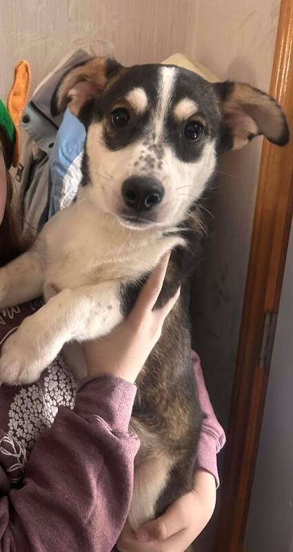 Enlarge Gabriel (Gabe), a Adoptable Mixed Breed in Athens, ON image 3/6