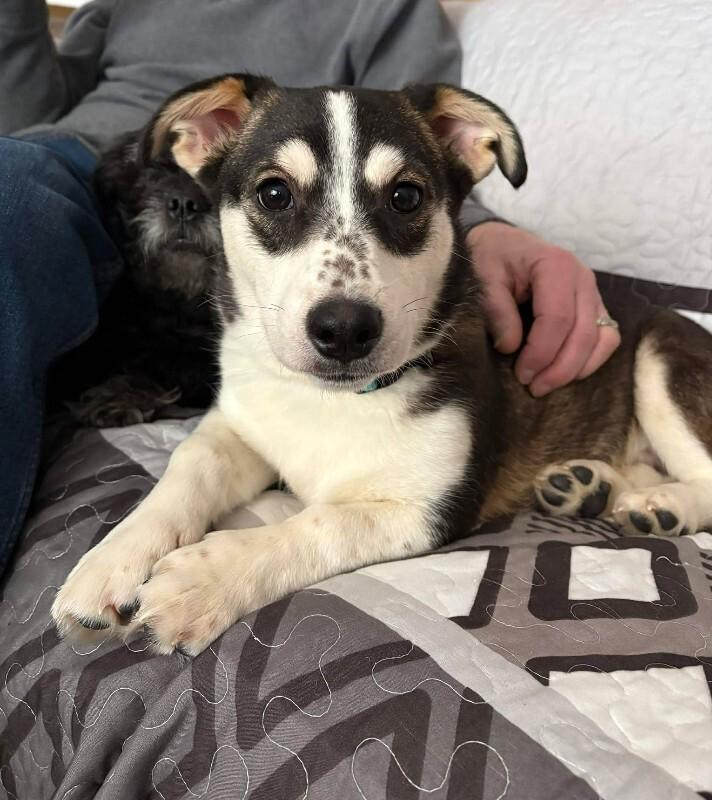 Enlarge Gabriel (Gabe), a Adoptable Mixed Breed in Athens, ON image 4/6