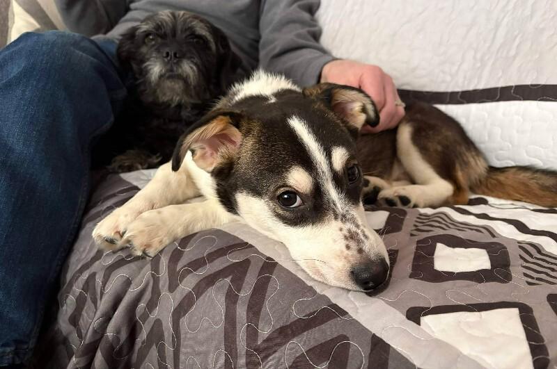 Enlarge Gabriel (Gabe), a Adoptable Mixed Breed in Athens, ON image 5/6