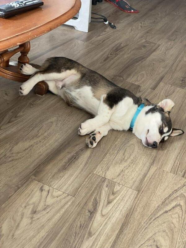 Enlarge Gabriel (Gabe), a Adoptable Mixed Breed in Athens, ON image 6/6