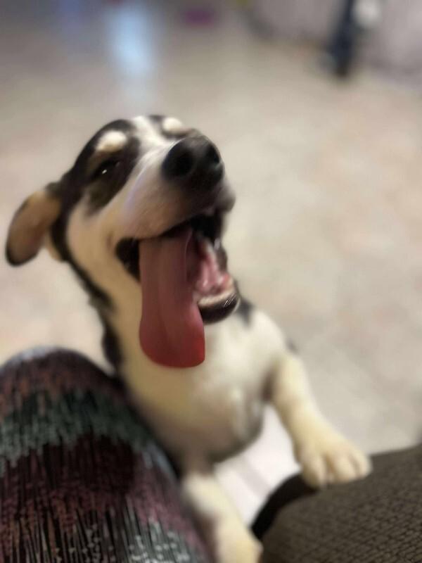 Enlarge Gabriel (Gabe), a Adoptable Mixed Breed in Athens, ON image 6/6