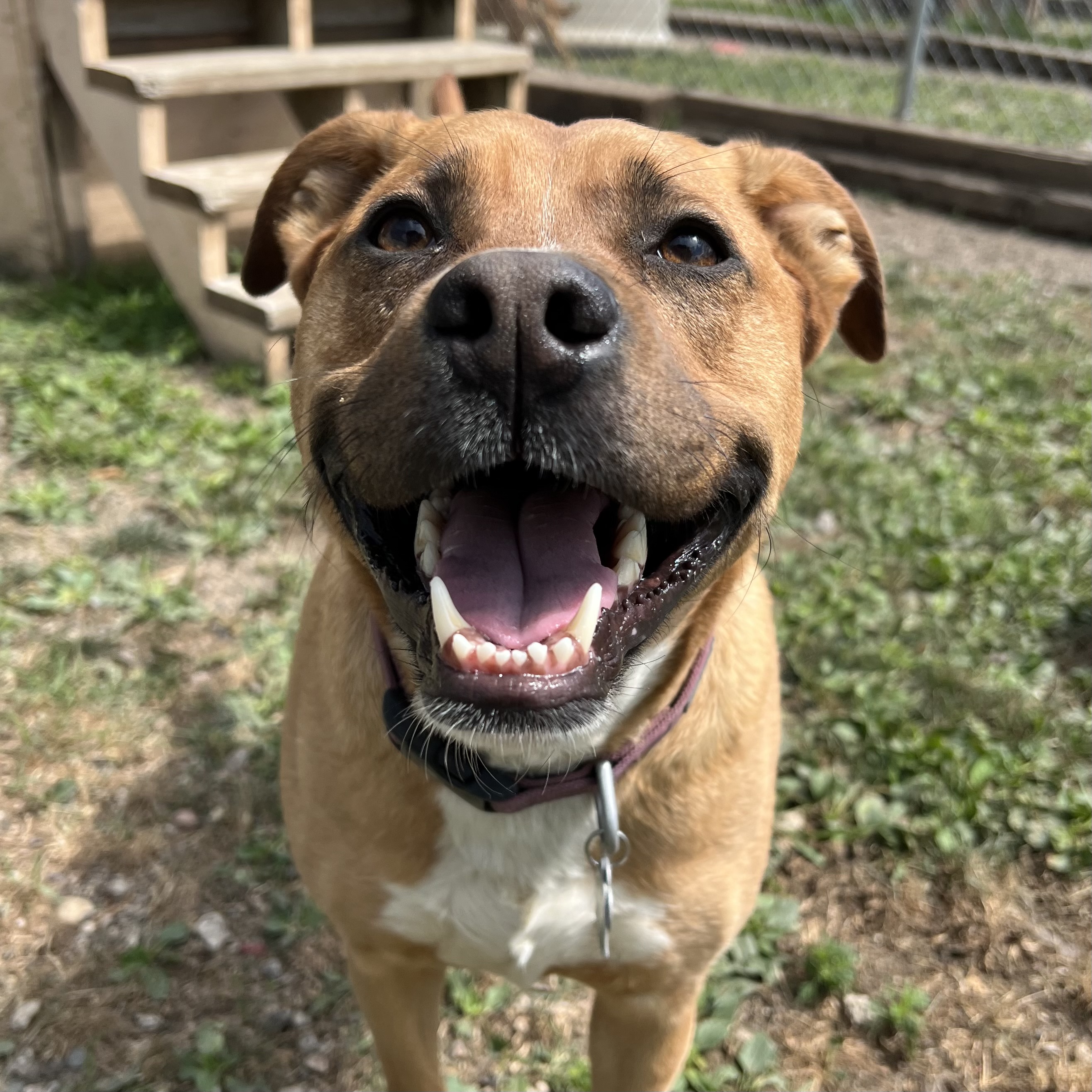 Hannah, a Adoptable mixed breed in Fairmont, MN image 2/6