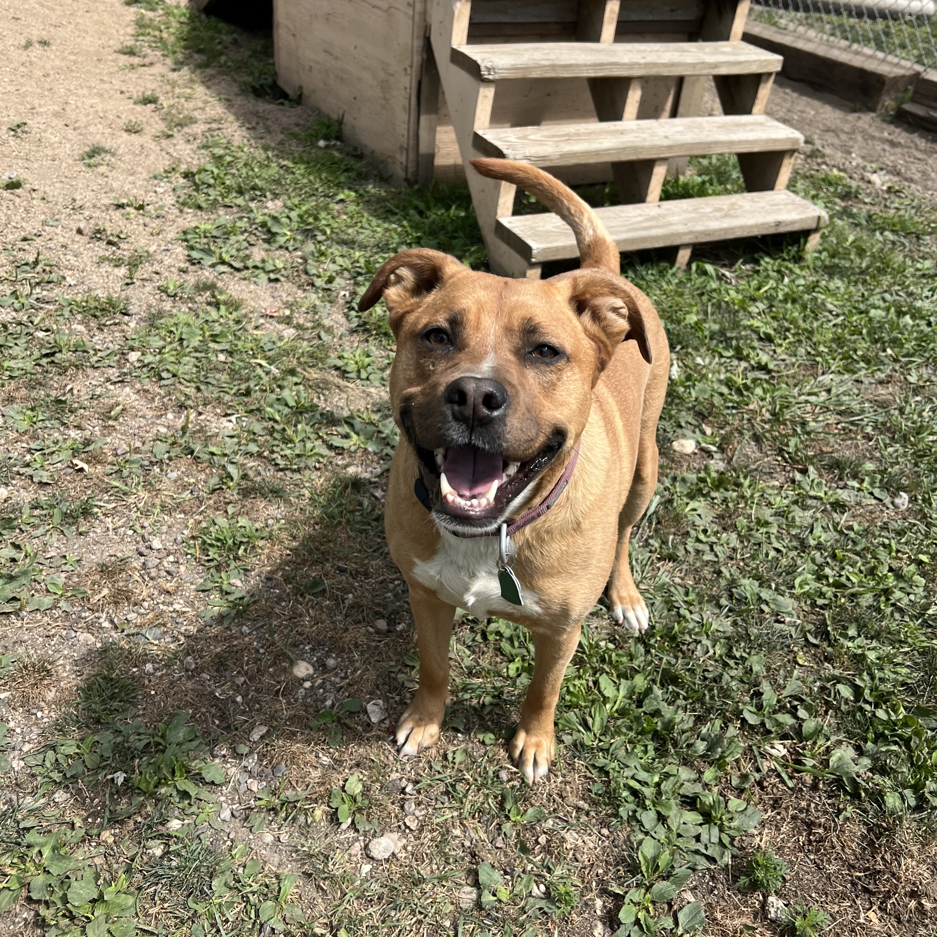 Hannah, a Adoptable mixed breed in Fairmont, MN image 4/6