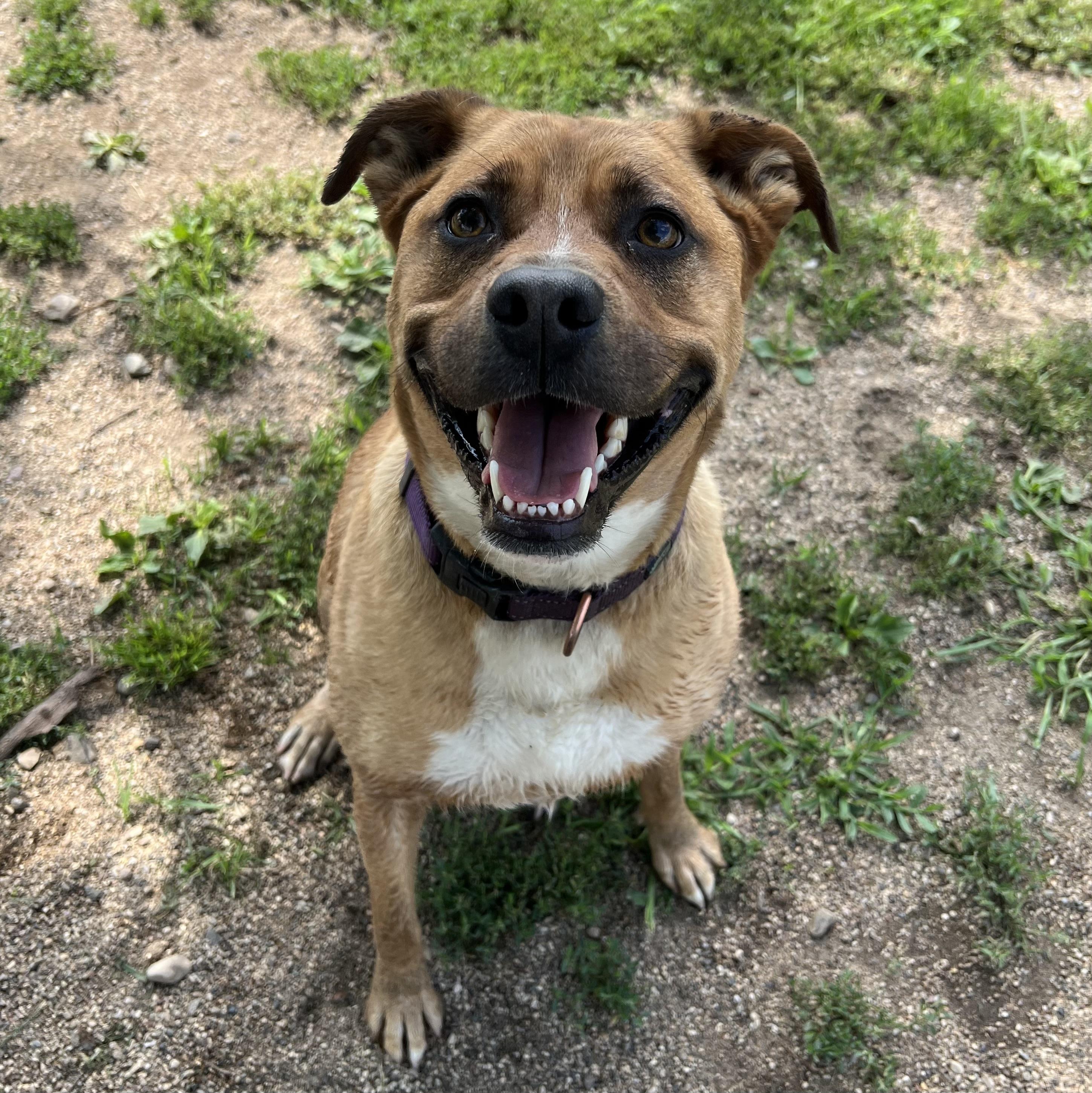 Hannah, a Adoptable mixed breed in Fairmont, MN image 6/6