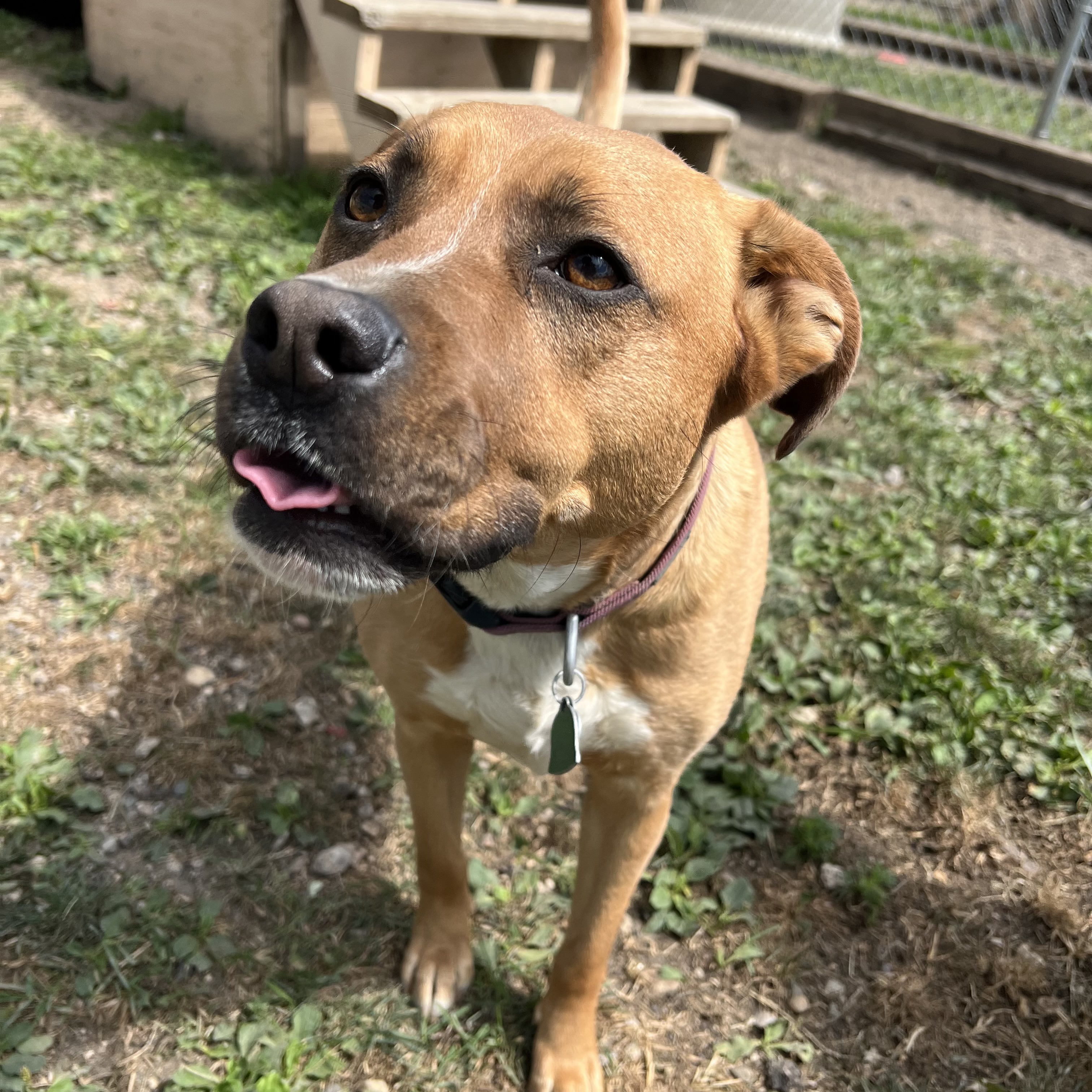 Hannah, an adoptable Shepherd in Fairmont, MN, 56031 | Photo Image 3