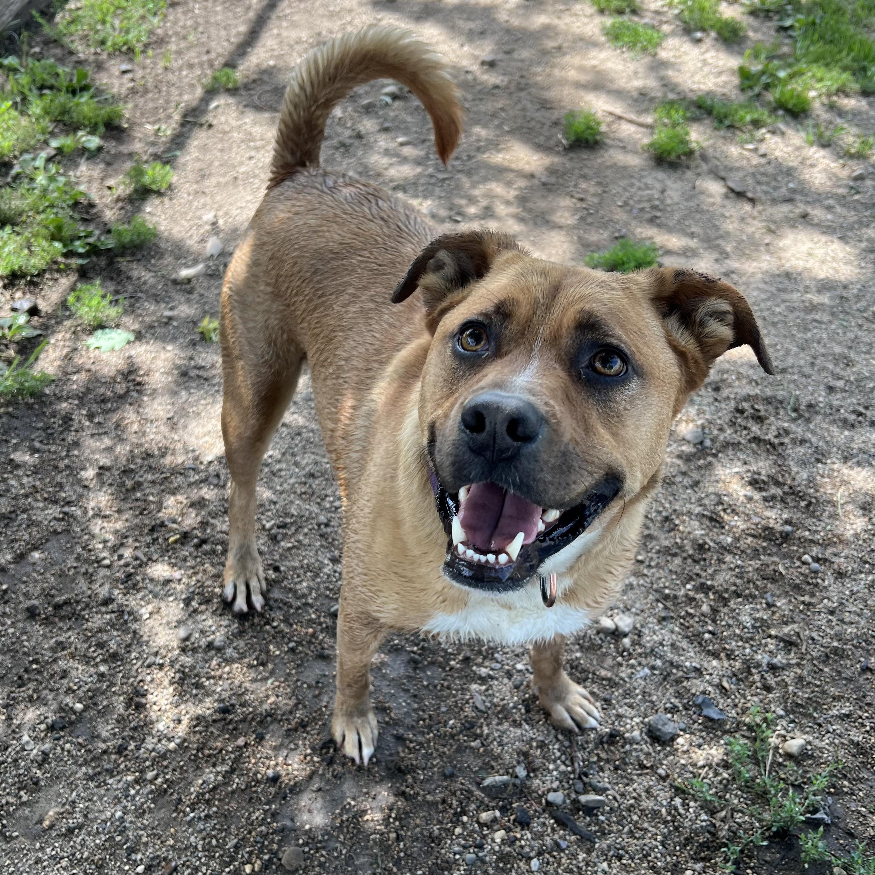 Hannah, a Adoptable mixed breed in Fairmont, MN image 5/6