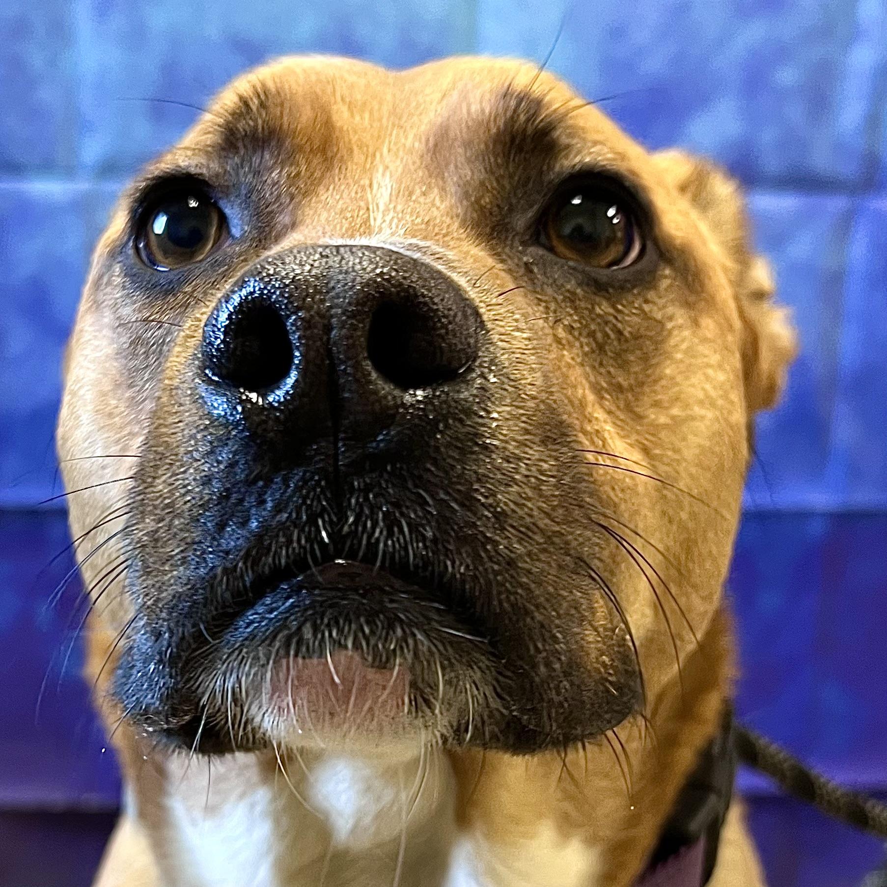 Hannah, Adoptable, Adult Female Shepherd.