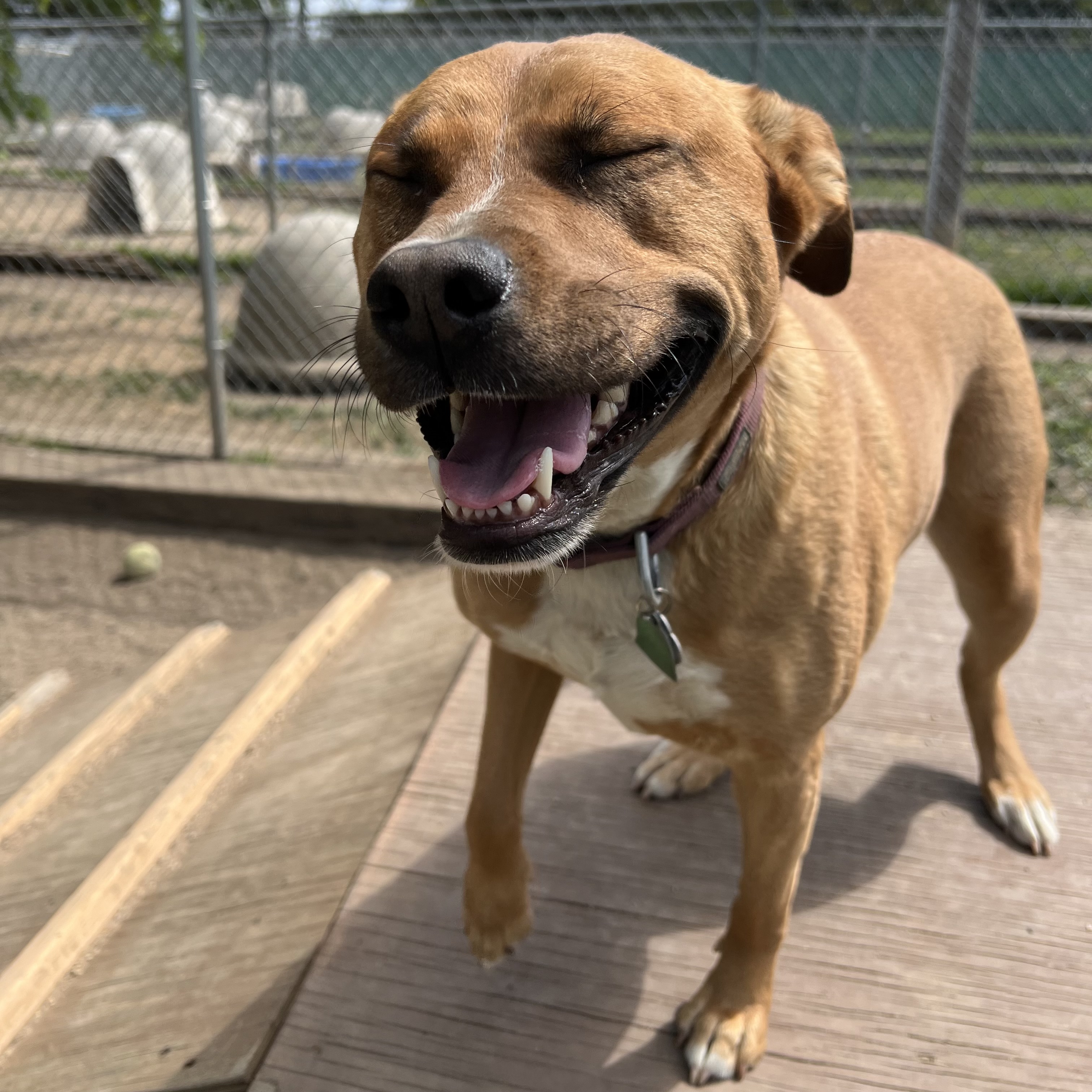 Hannah, a Adoptable mixed breed in Fairmont, MN image 3/6