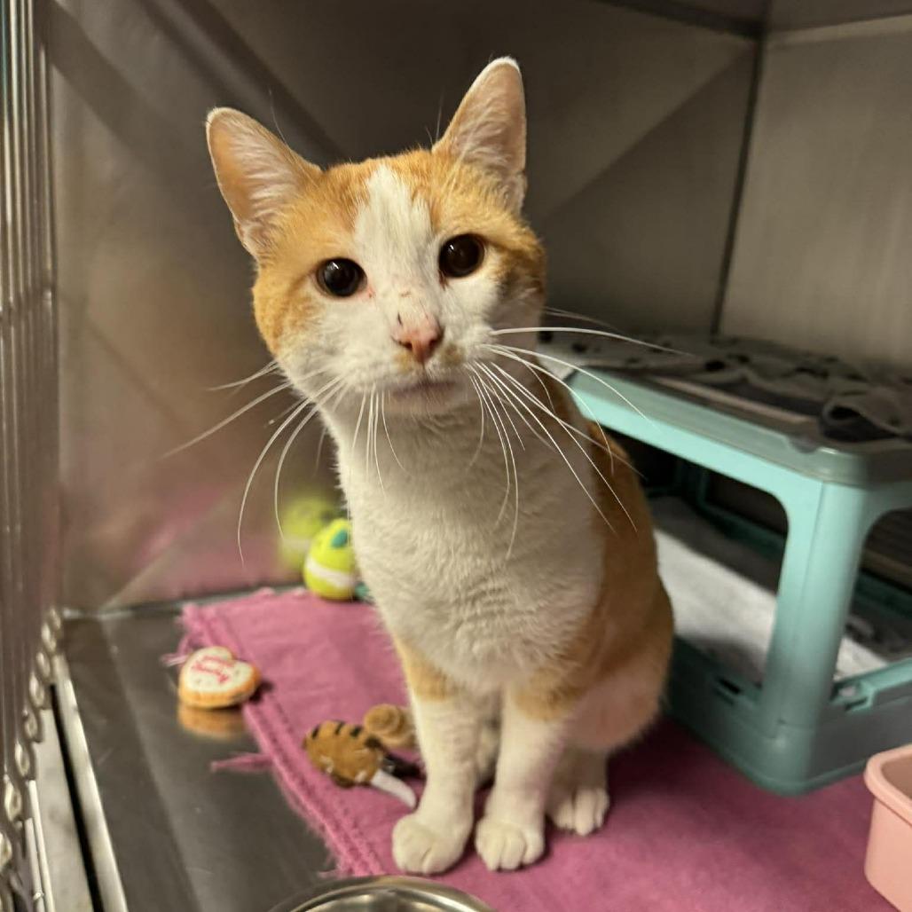 Enlarge YikYak, a Adoptable Domestic Short Hair in Edwardsville, IL image 1/1