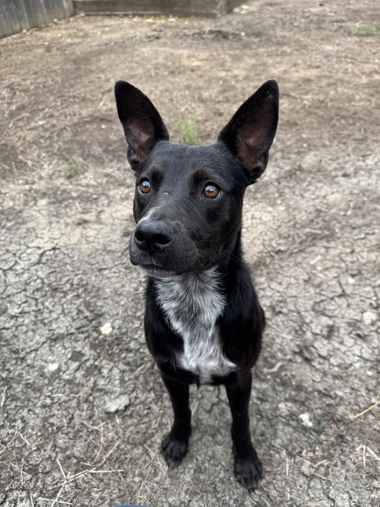 Enlarge Chase, a Adoptable mixed breed in Tulsa, OK image 2/2
