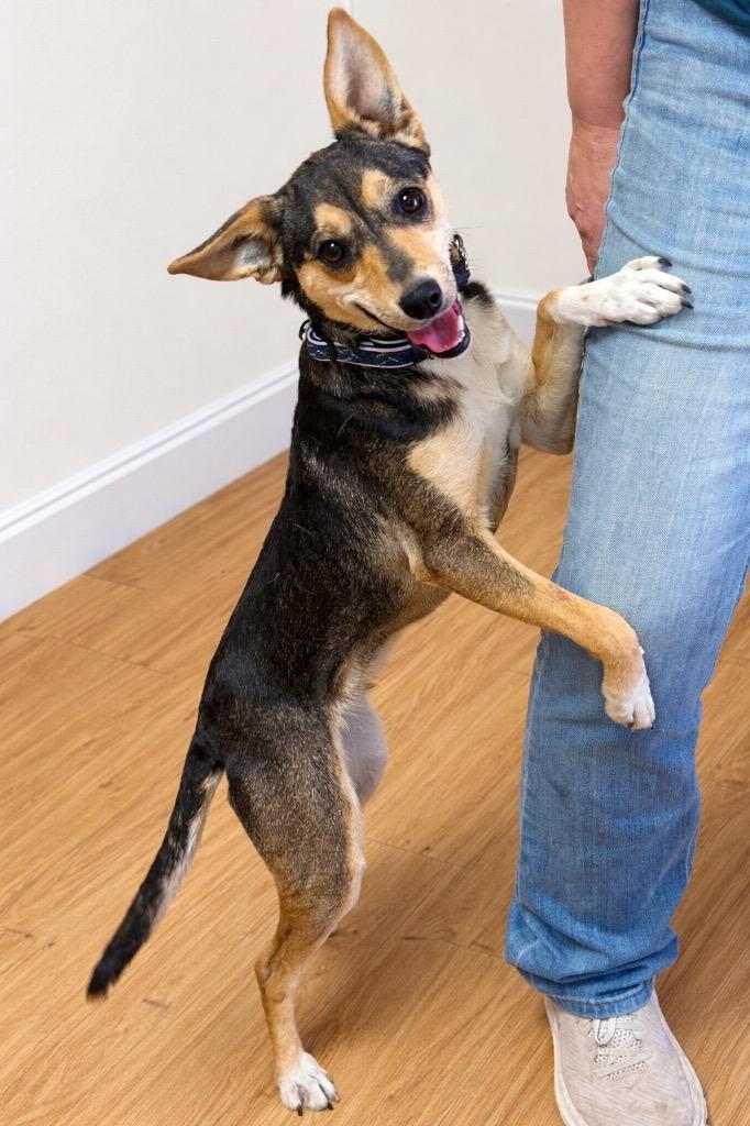 Enlarge Wendy, a Adoptable mixed breed in Junction, TX image 1/4