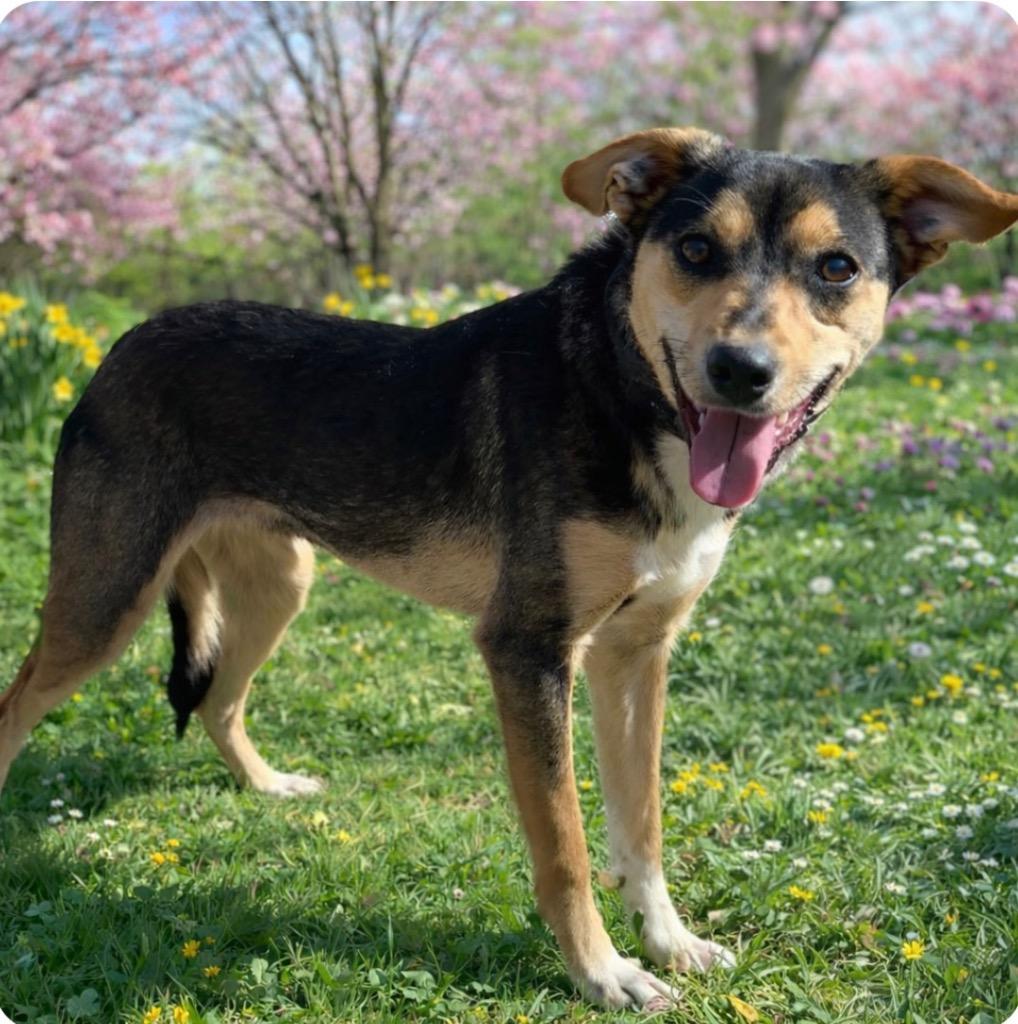 Enlarge Wendy, a Adoptable mixed breed in Junction, TX image 3/4