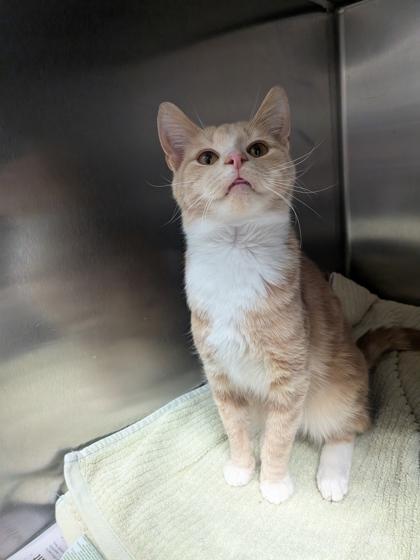 Baxter, Adoptable, Young Male Domestic Short Hair & Domestic Short Hair.