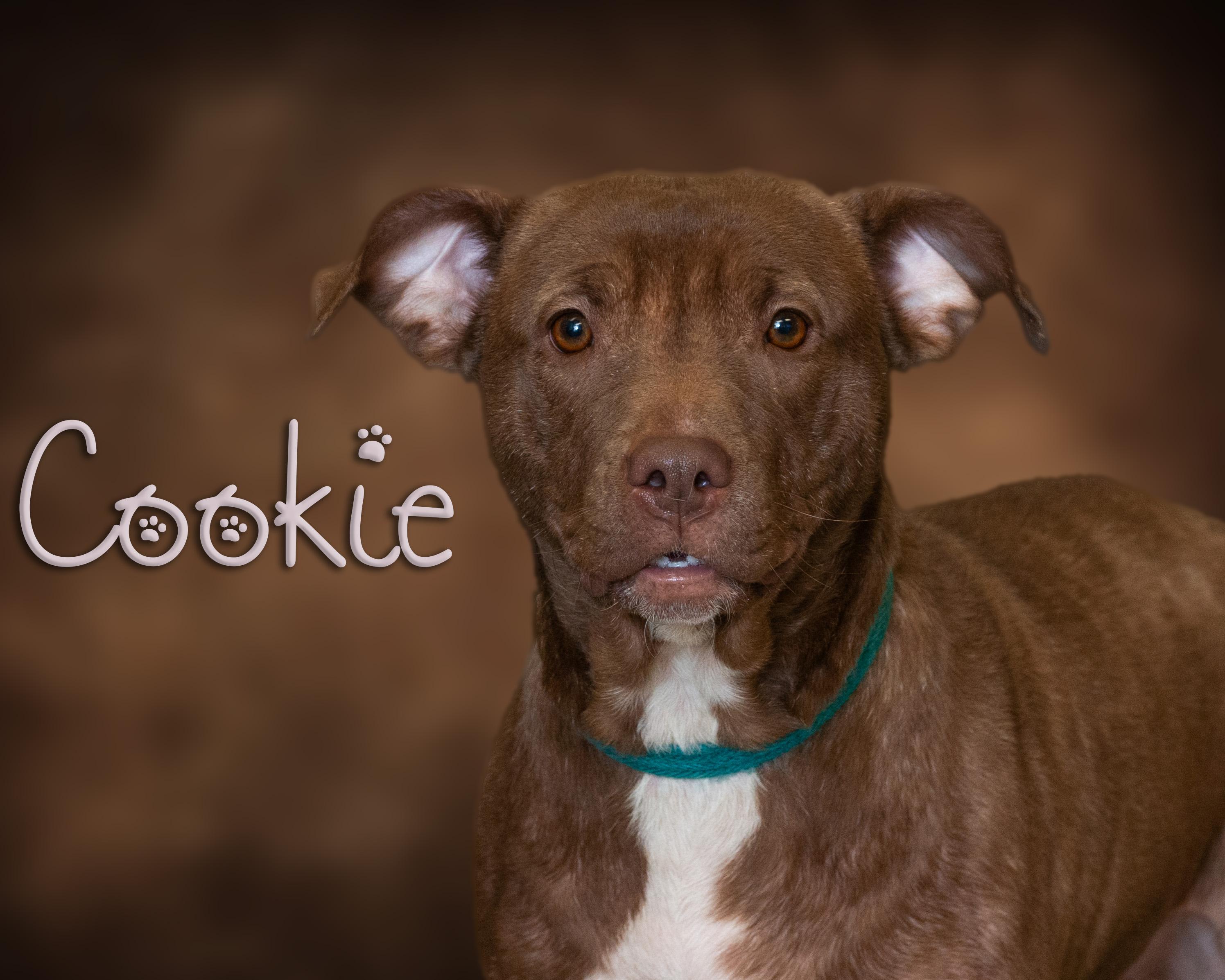 Enlarge Cookie, a Adoptable Pit Bull Terrier in Somerset, PA image 1/1