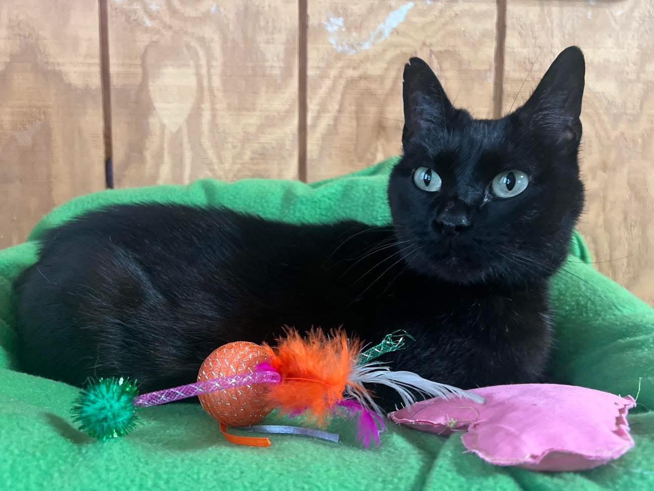Enlarge Trixie, an adopted American Bobtail in Sullivan, MO image 1/1