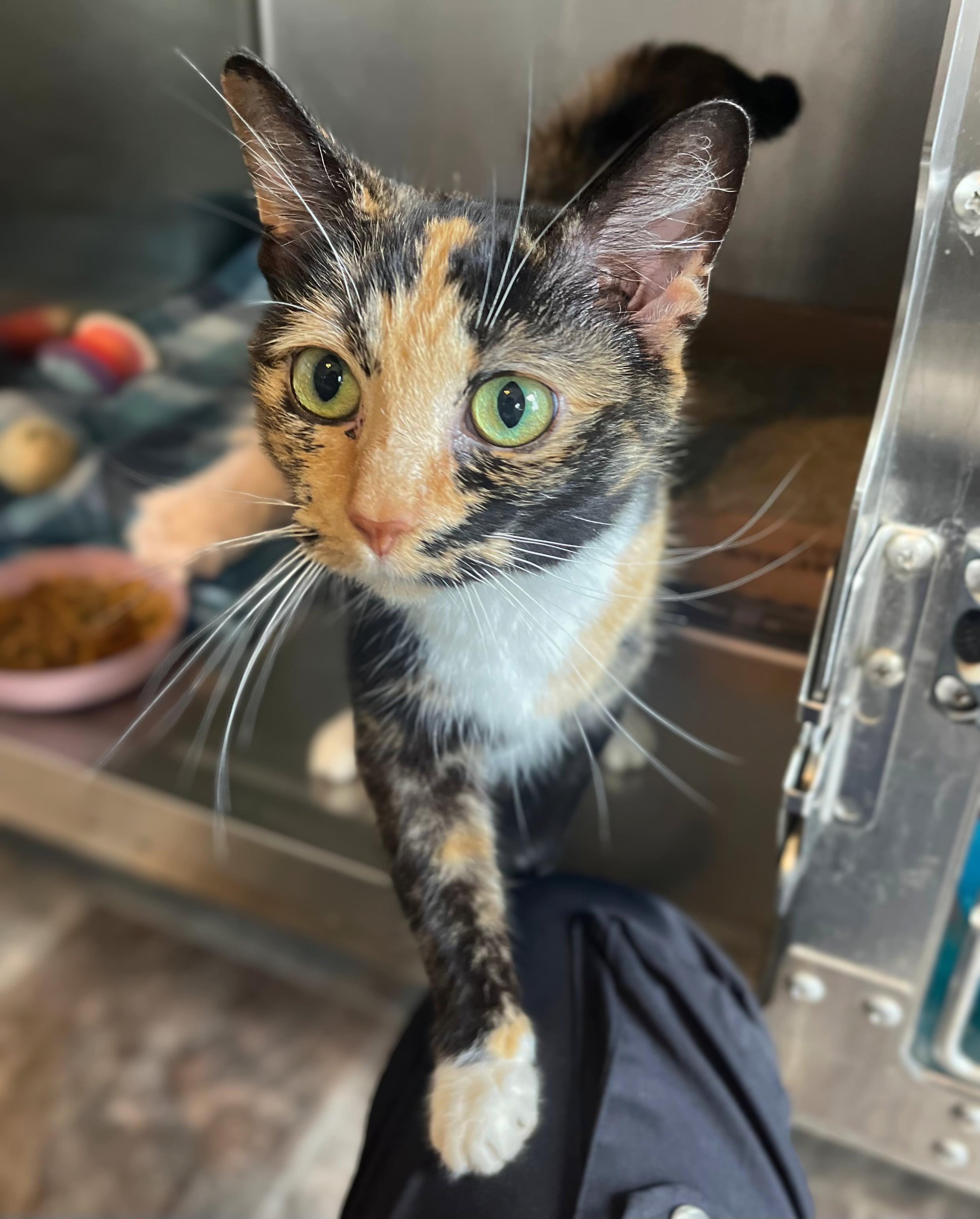 Pina Colada, Adopted, Adult Female Domestic Short Hair.