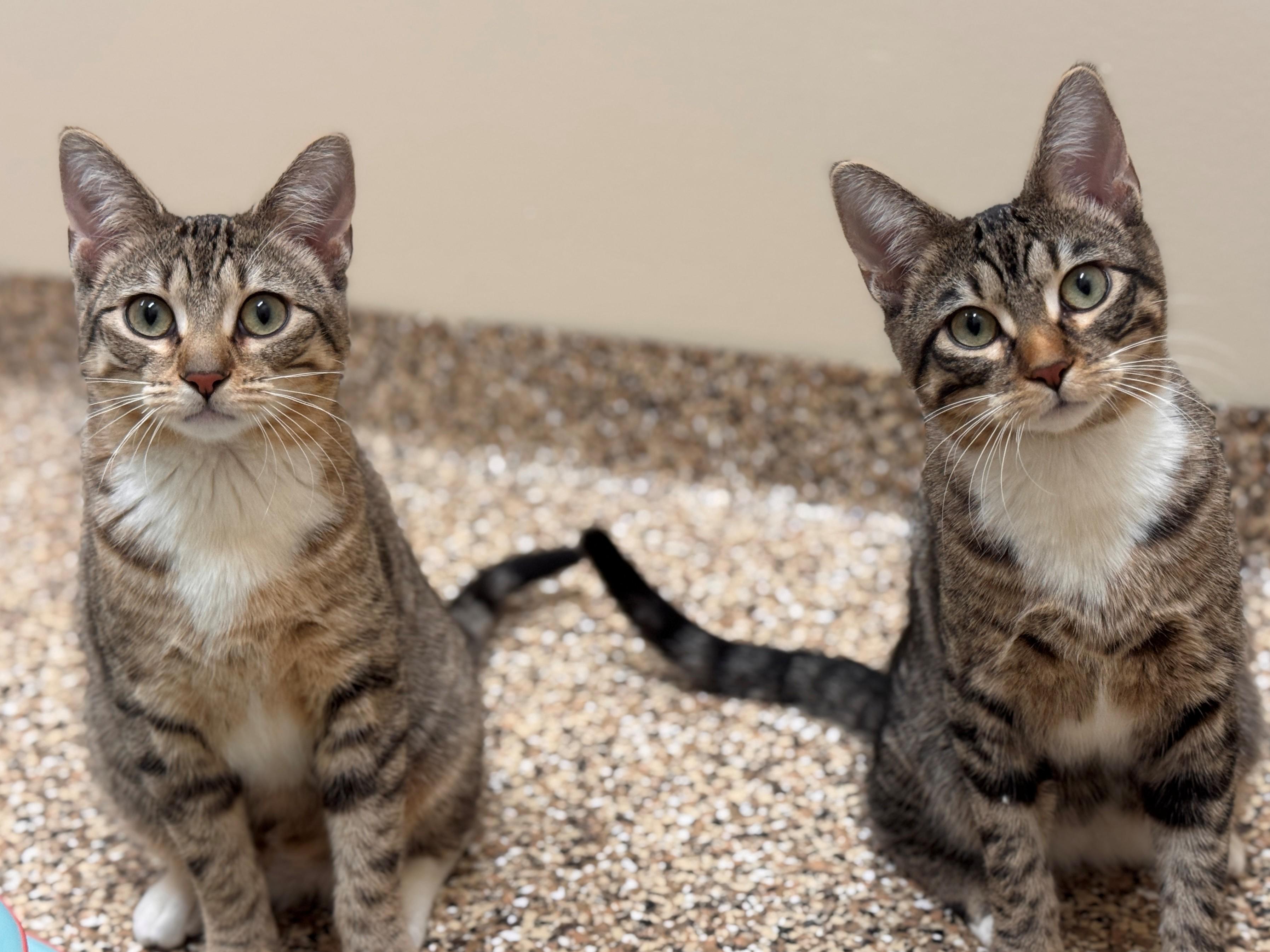 Nimble, a ADOPTABLE Domestic Short Hair in Hackensack, MN image 2/6