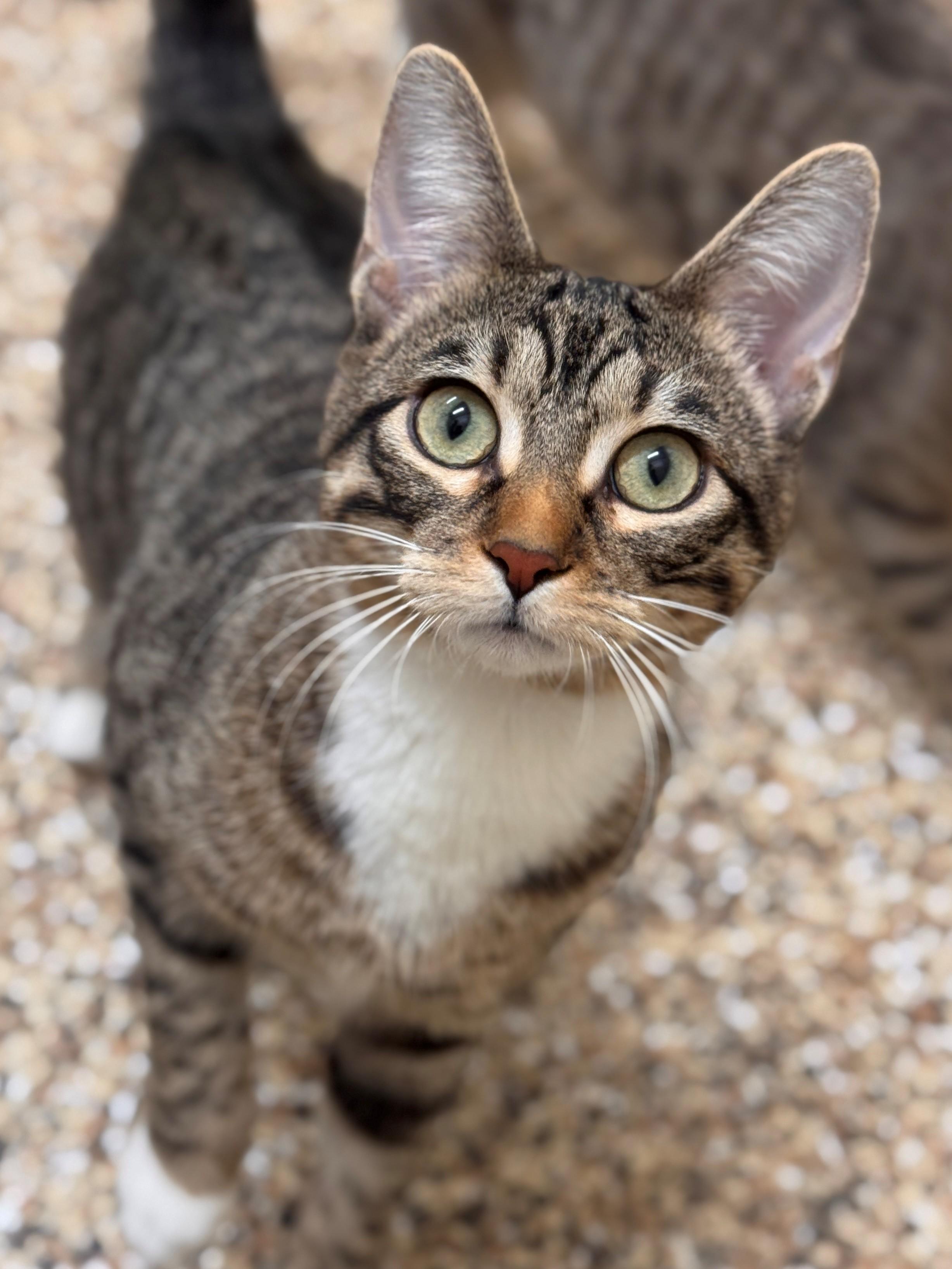 Nimble, ADOPTABLE, Young Female Domestic Short Hair.
