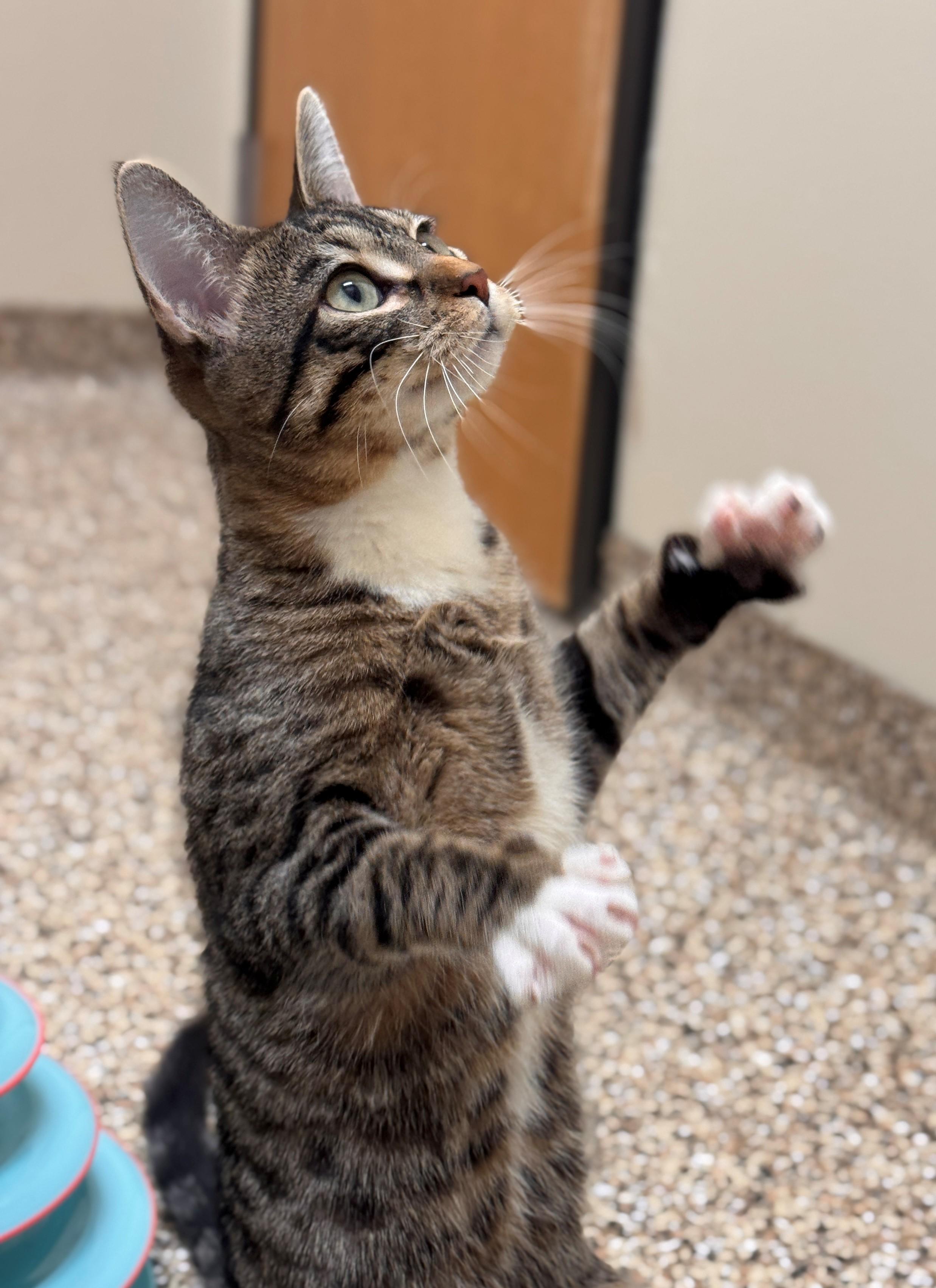 Nimble, a ADOPTABLE Domestic Short Hair in Hackensack, MN image 4/6