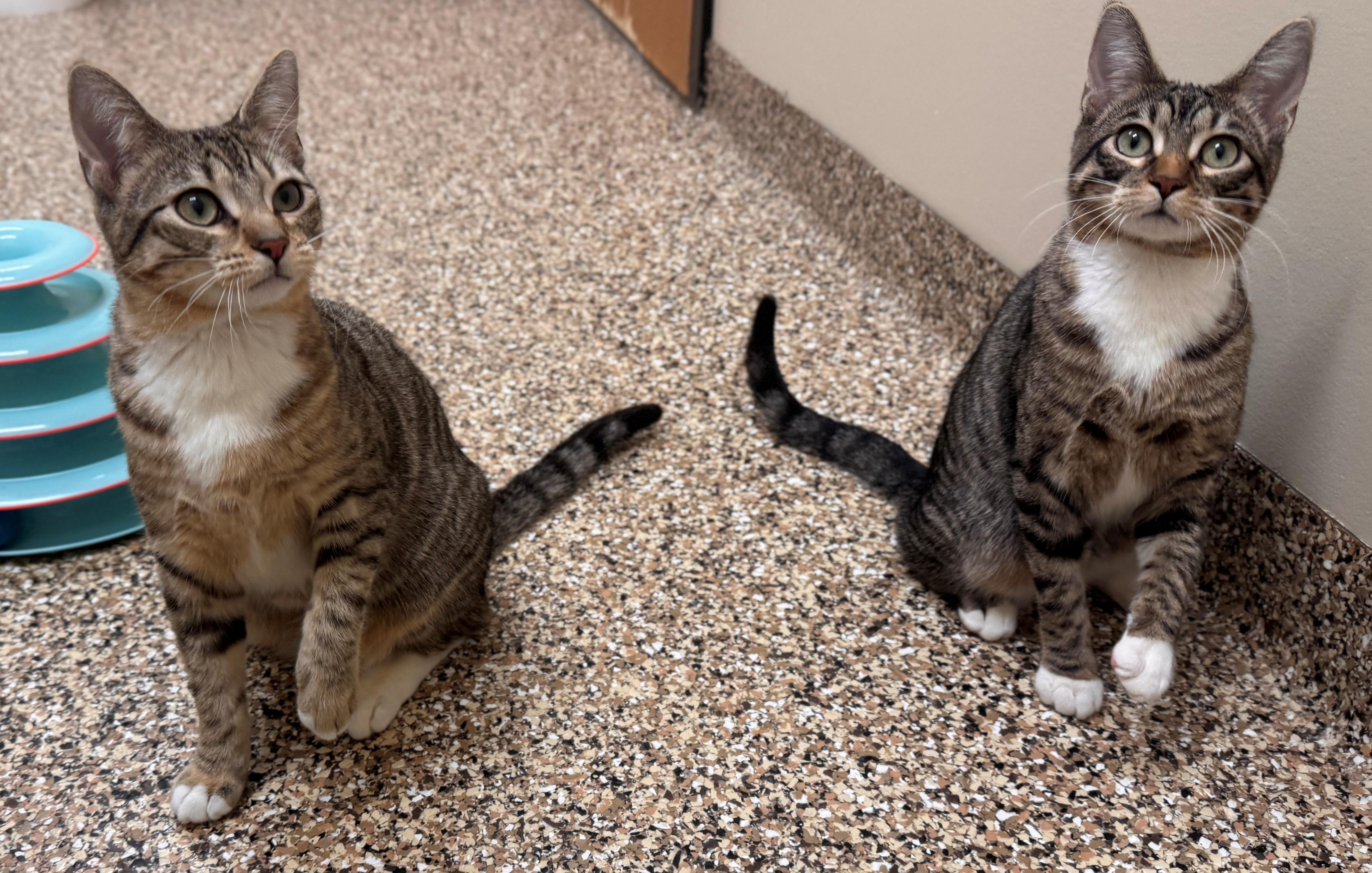 Nimble, a ADOPTABLE Domestic Short Hair in Hackensack, MN image 3/6