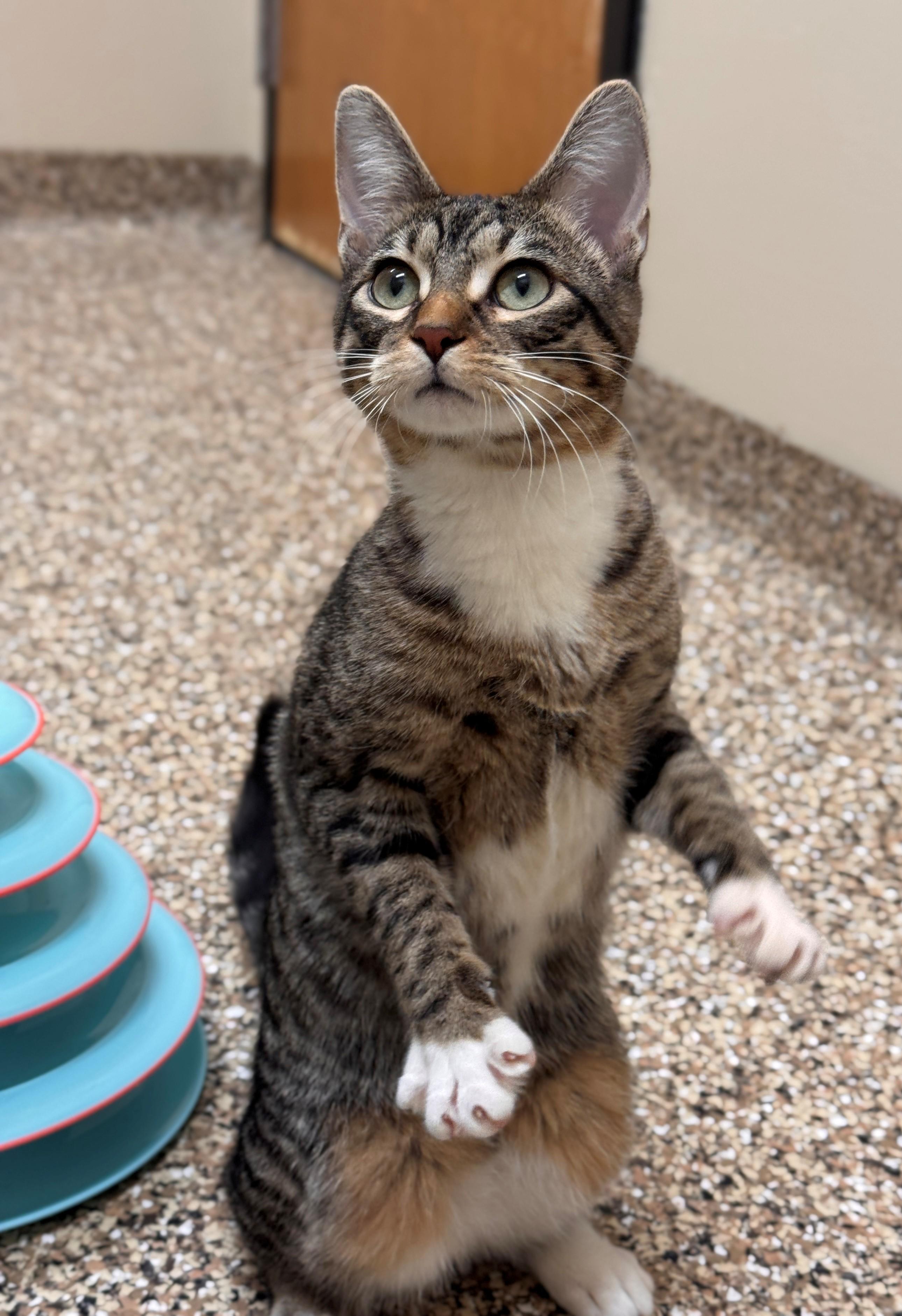 Nimble, ADOPTABLE, Young Female Domestic Short Hair.