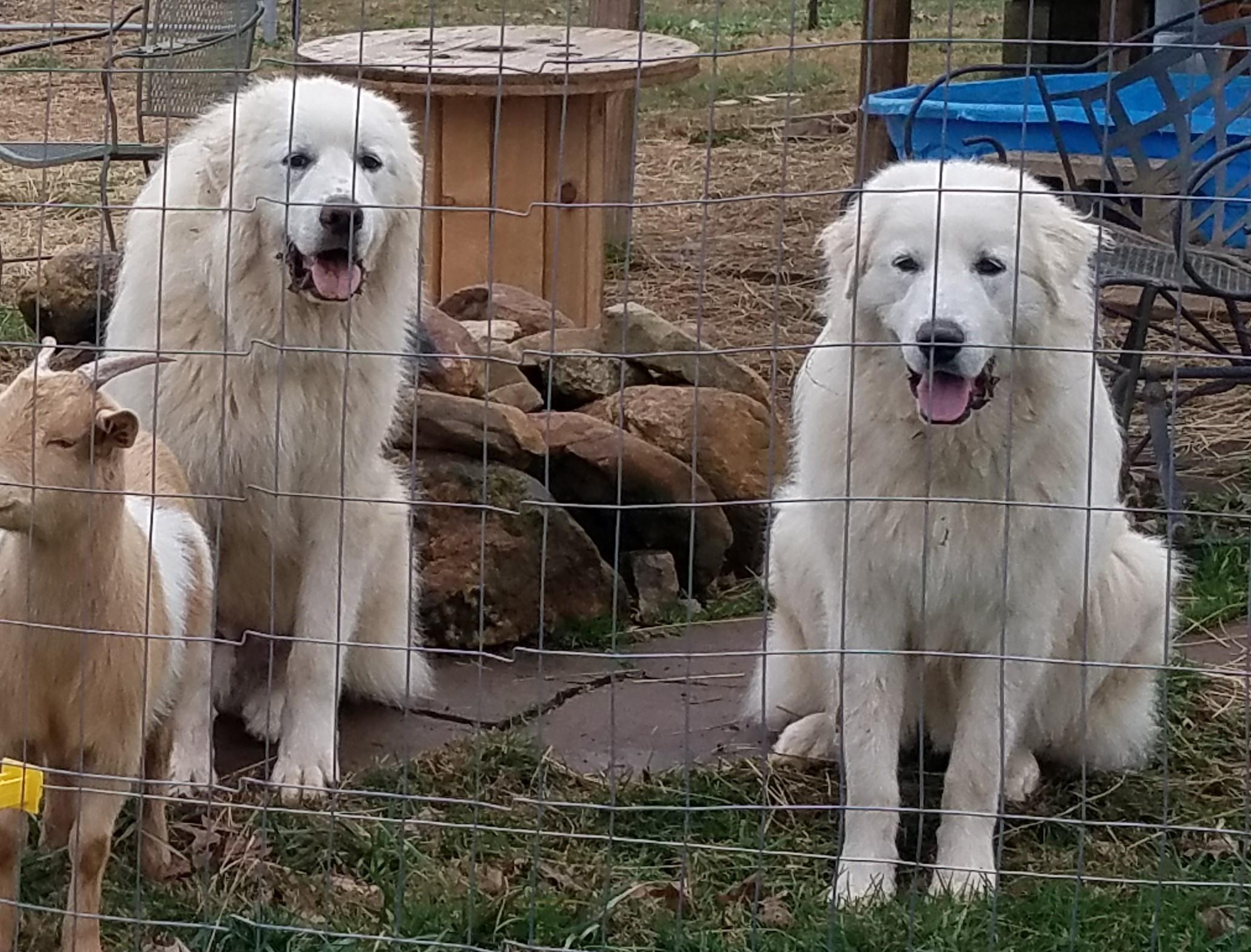 Moose, ADOPTABLE, Adult Male Great Pyrenees.