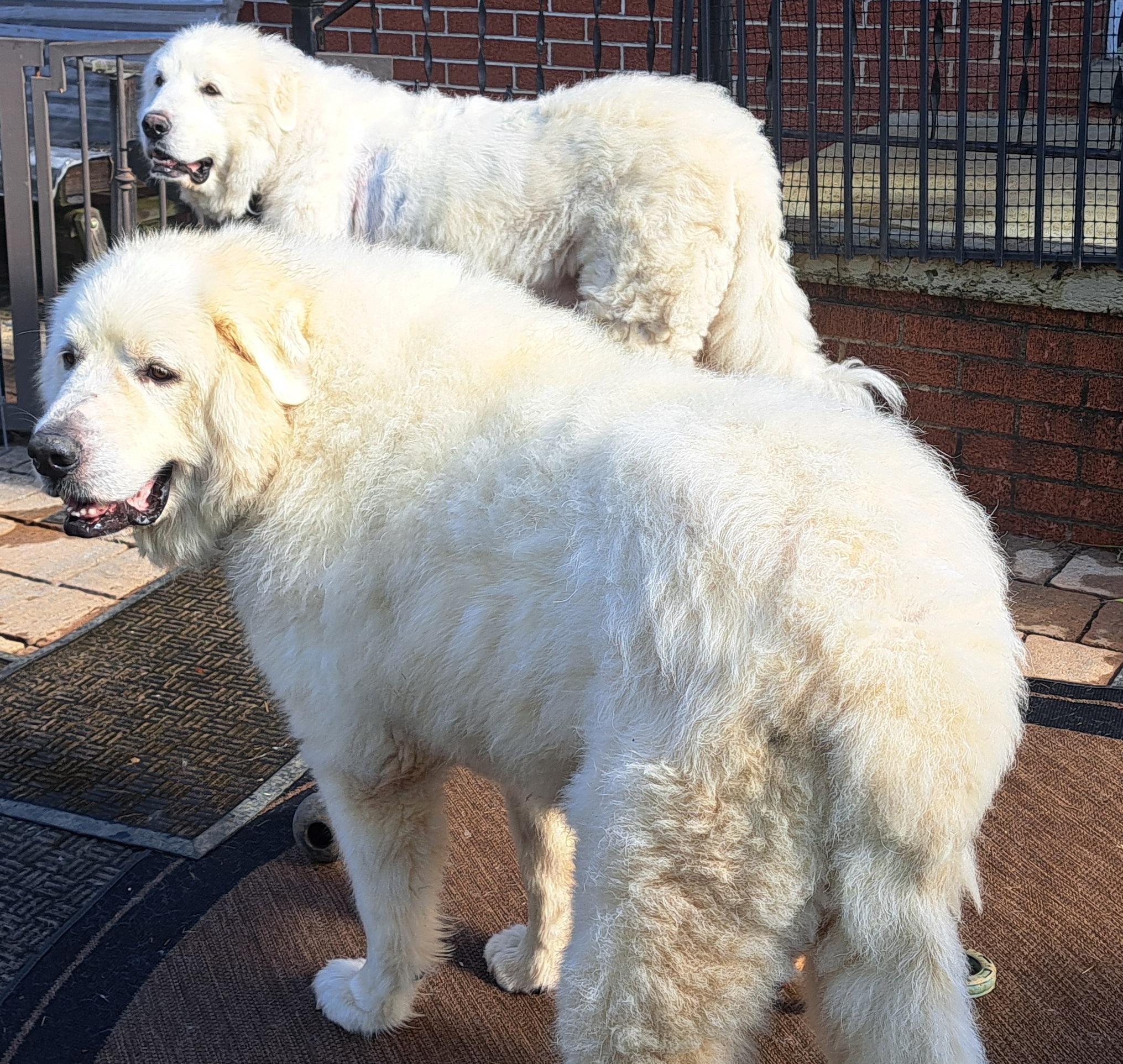 Moose, a ADOPTABLE Great Pyrenees in Murphy, NC image 2/2