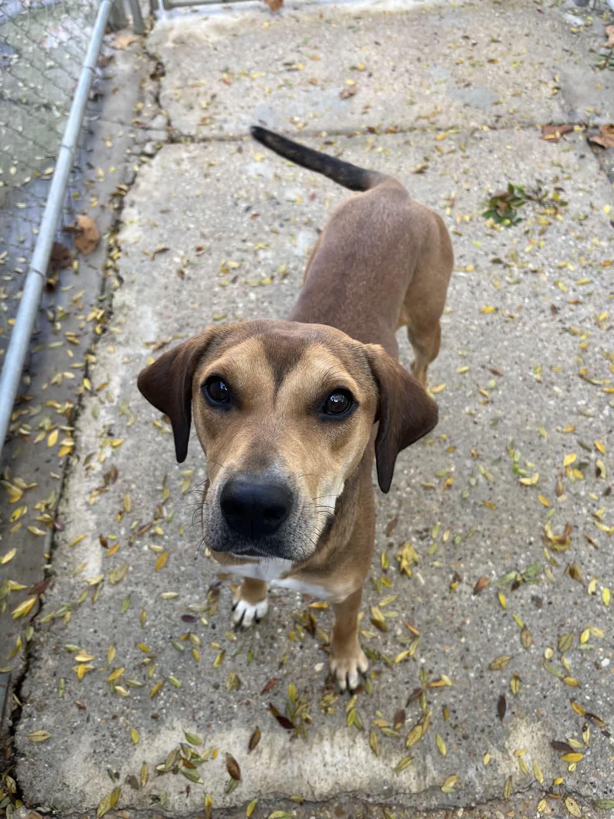 Wendy, ADOPTABLE, Young Female Hound.