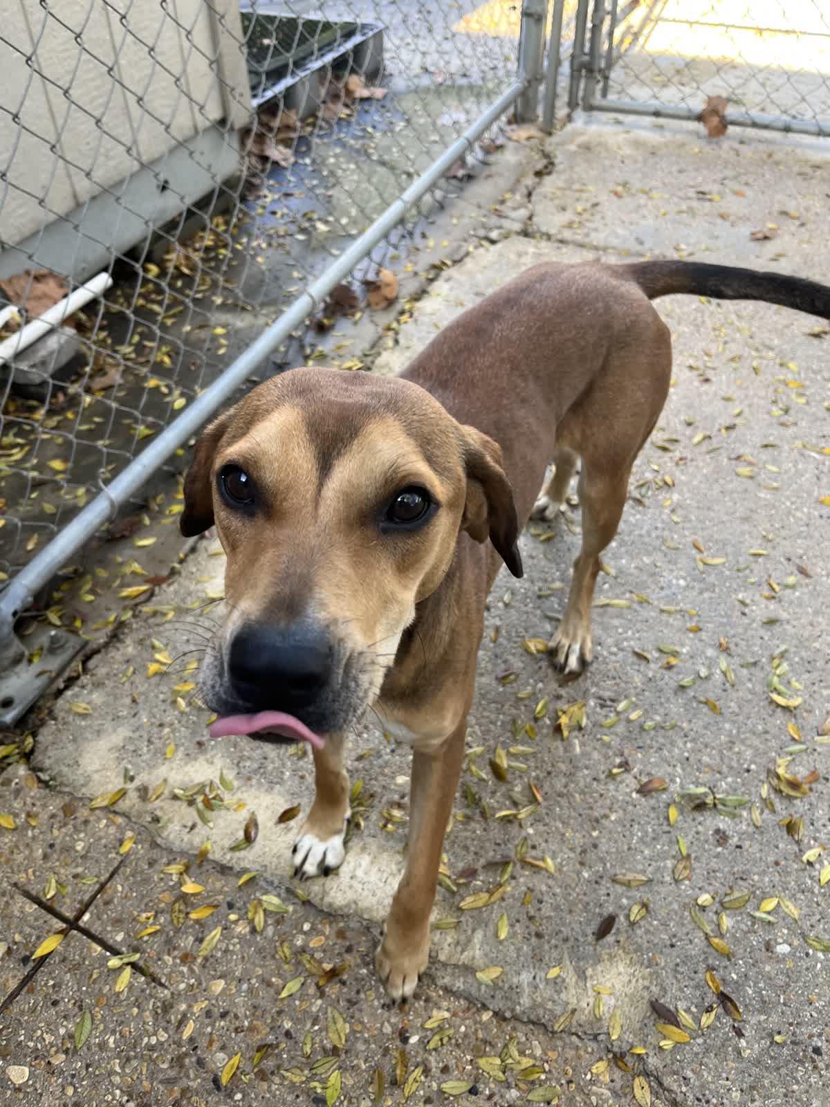 Enlarge Wendy, a ADOPTABLE mixed breed in Baton Rouge, LA image 2/3