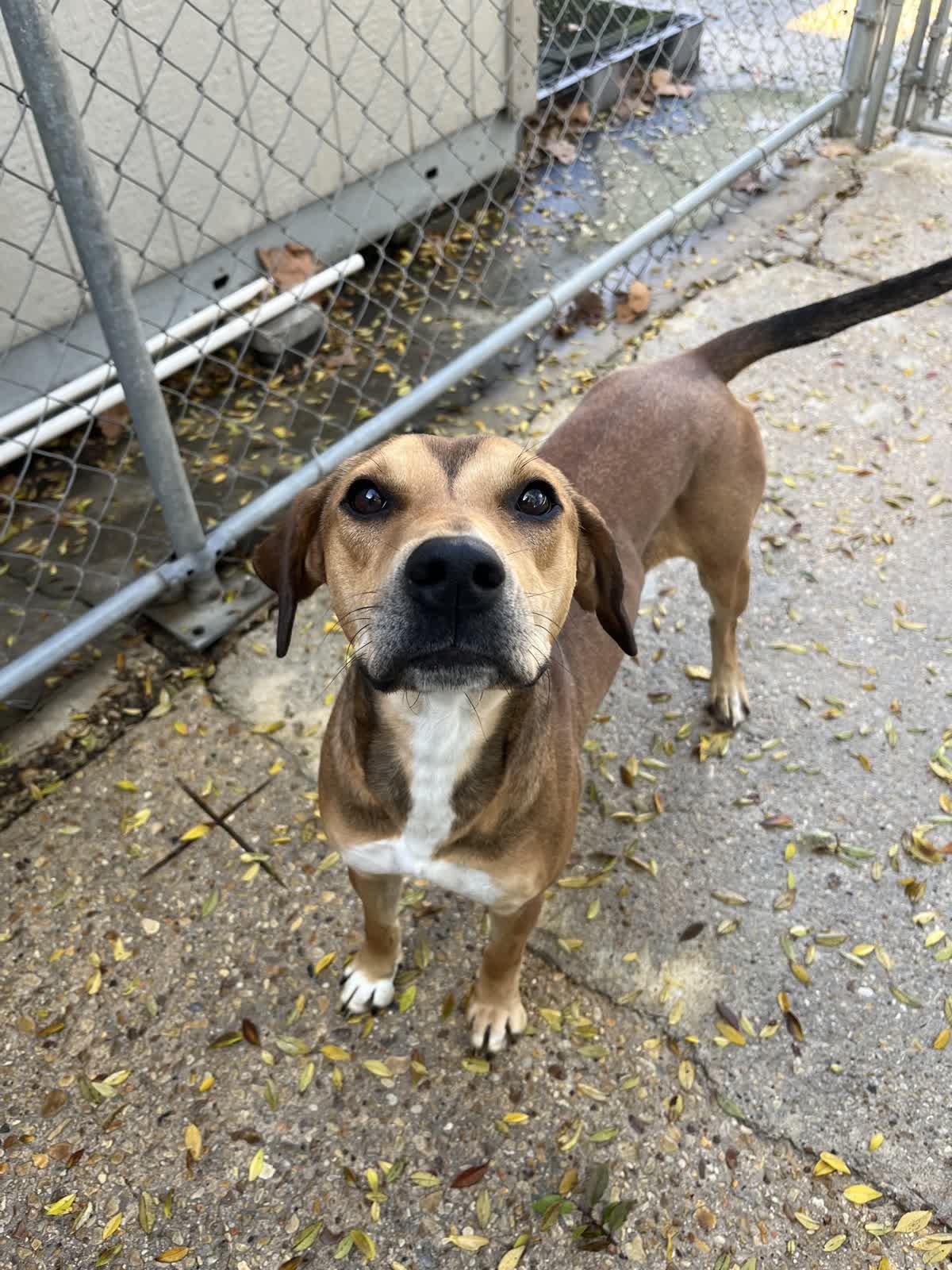 Enlarge Wendy, a ADOPTABLE mixed breed in Baton Rouge, LA image 3/3
