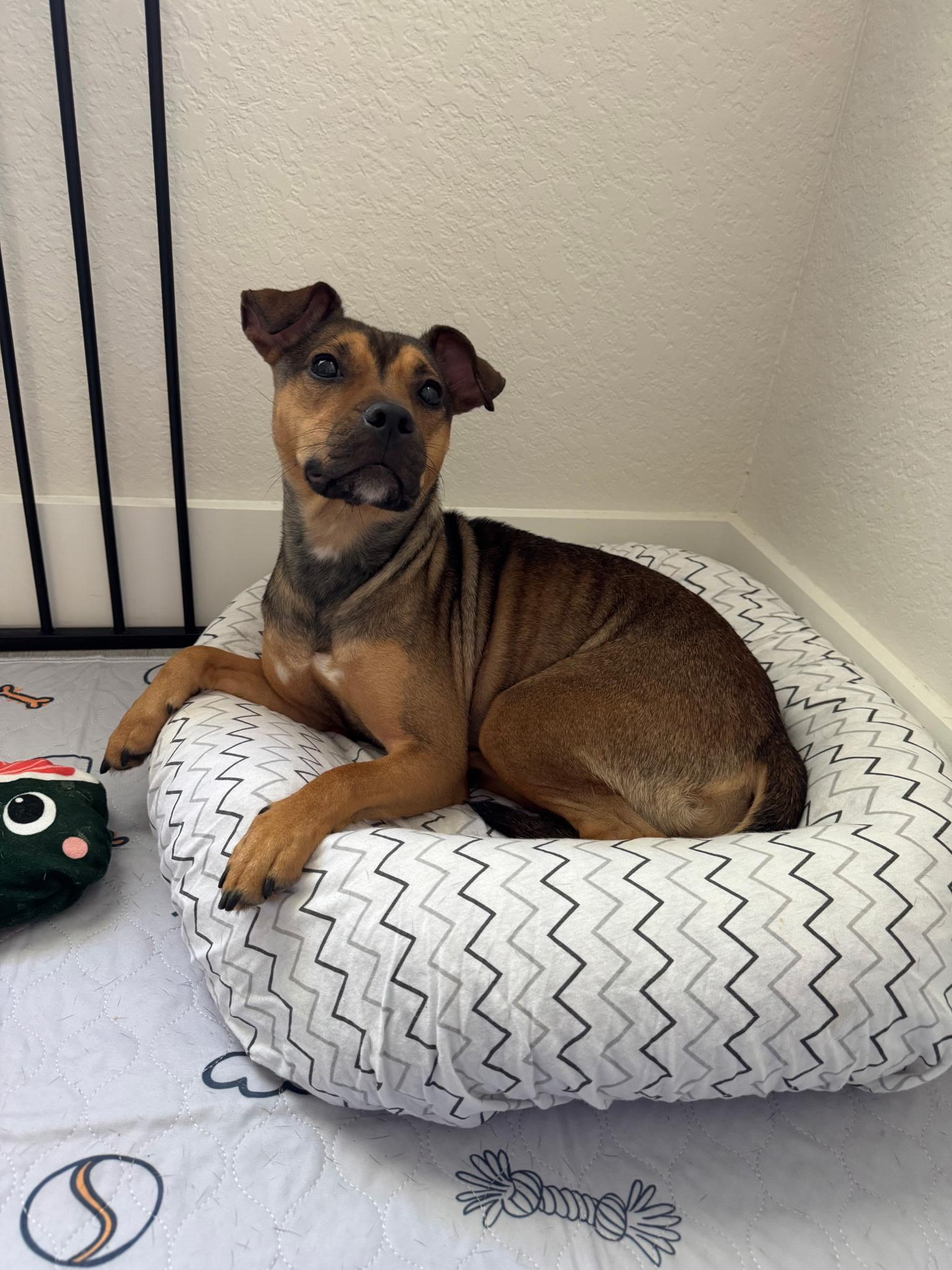 Missy, a ADOPTABLE Mixed Breed in Lake Worth, FL image 6/6