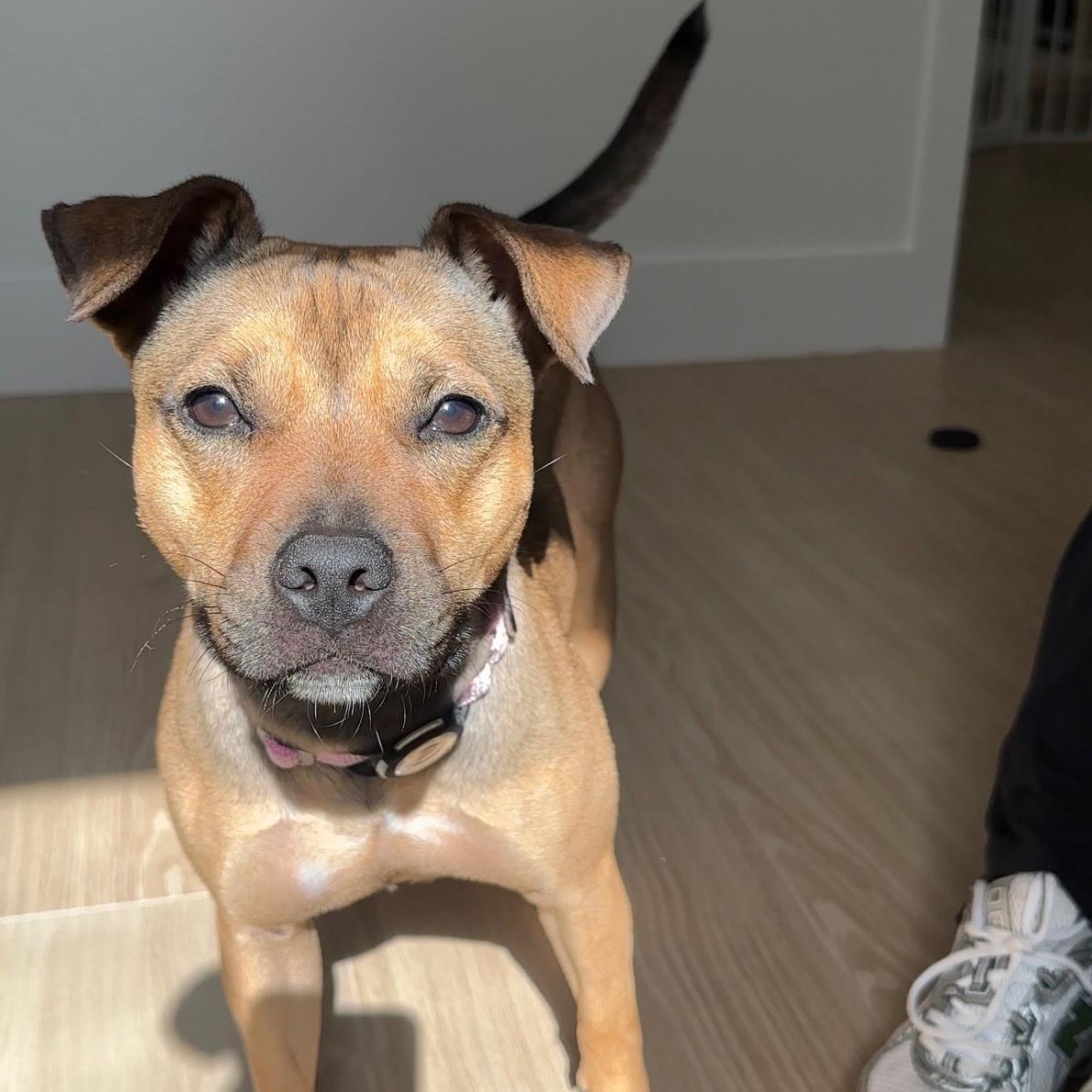 Missy, ADOPTABLE, Young Female Mixed Breed.