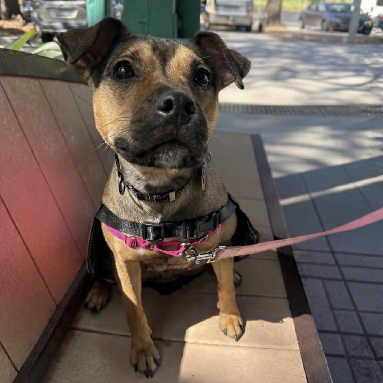 Enlarge Missy, a ADOPTABLE Mixed Breed in Lake Worth, FL image 1/2