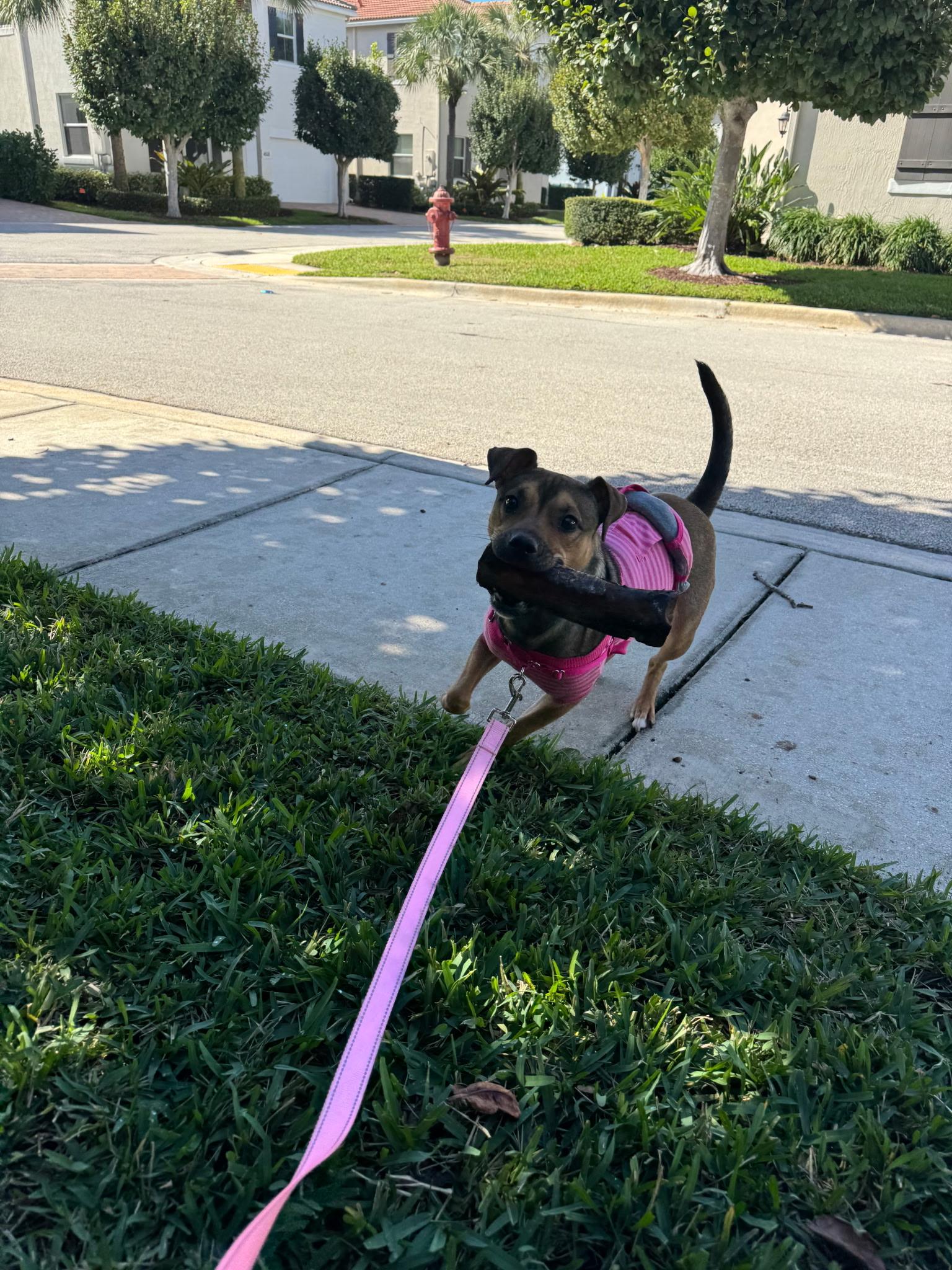 Missy, a ADOPTABLE Mixed Breed in Lake Worth, FL image 3/6