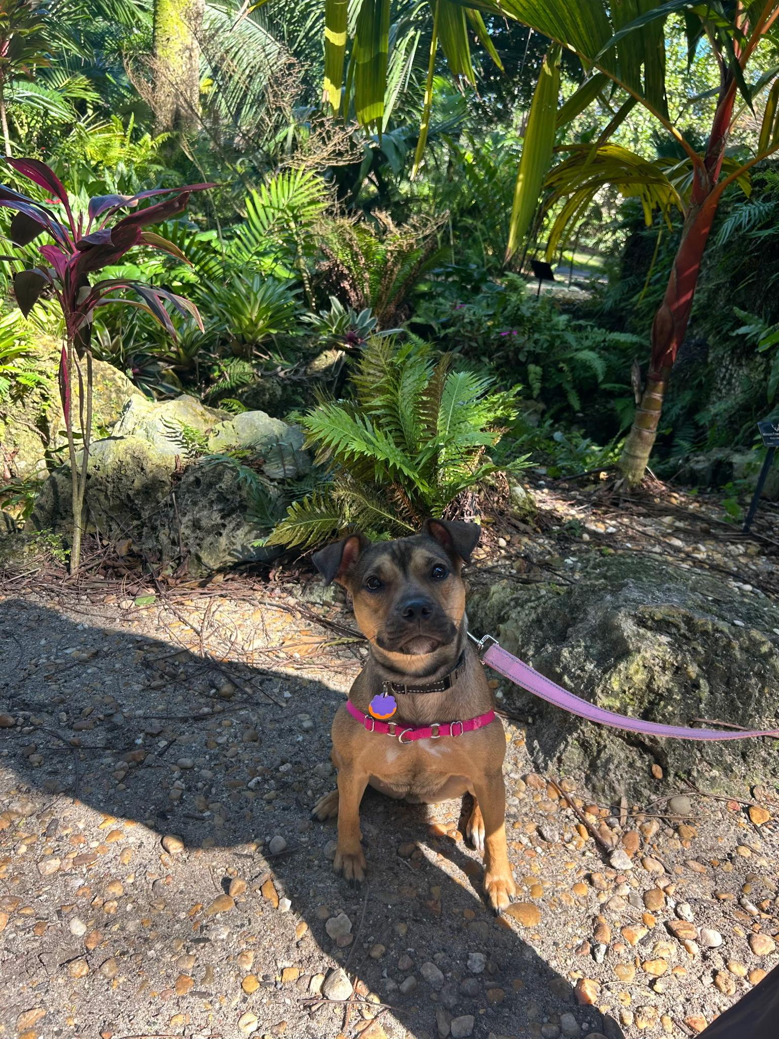 Missy, a ADOPTABLE Mixed Breed in Lake Worth, FL image 5/6