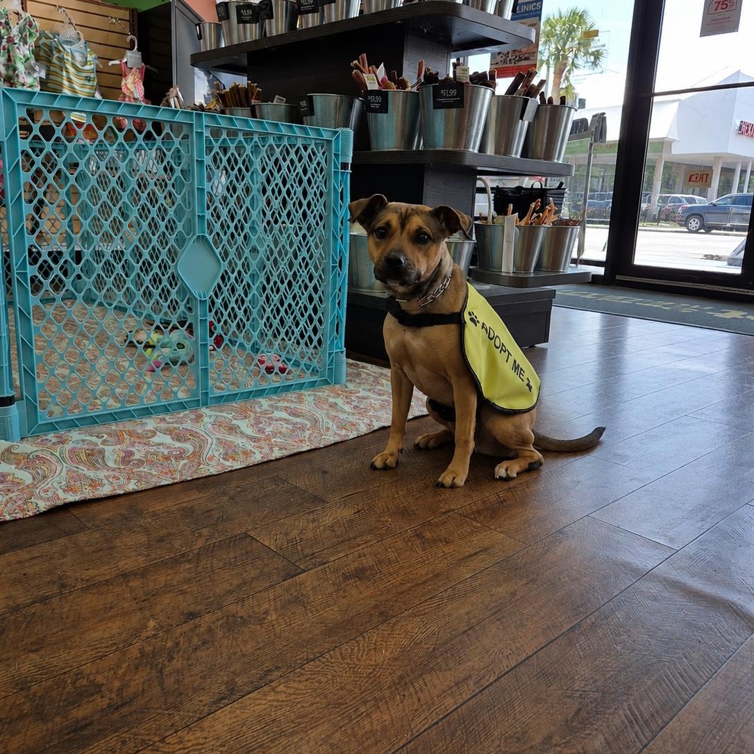 Missy, a ADOPTABLE Mixed Breed in Lake Worth, FL image 3/6
