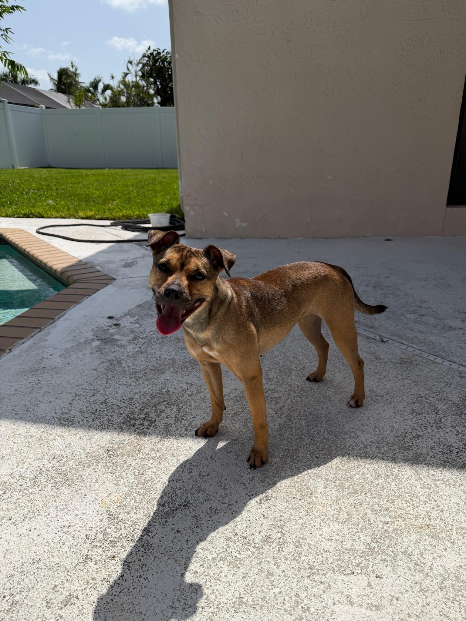Missy, a ADOPTABLE Mixed Breed in Lake Worth, FL image 6/6