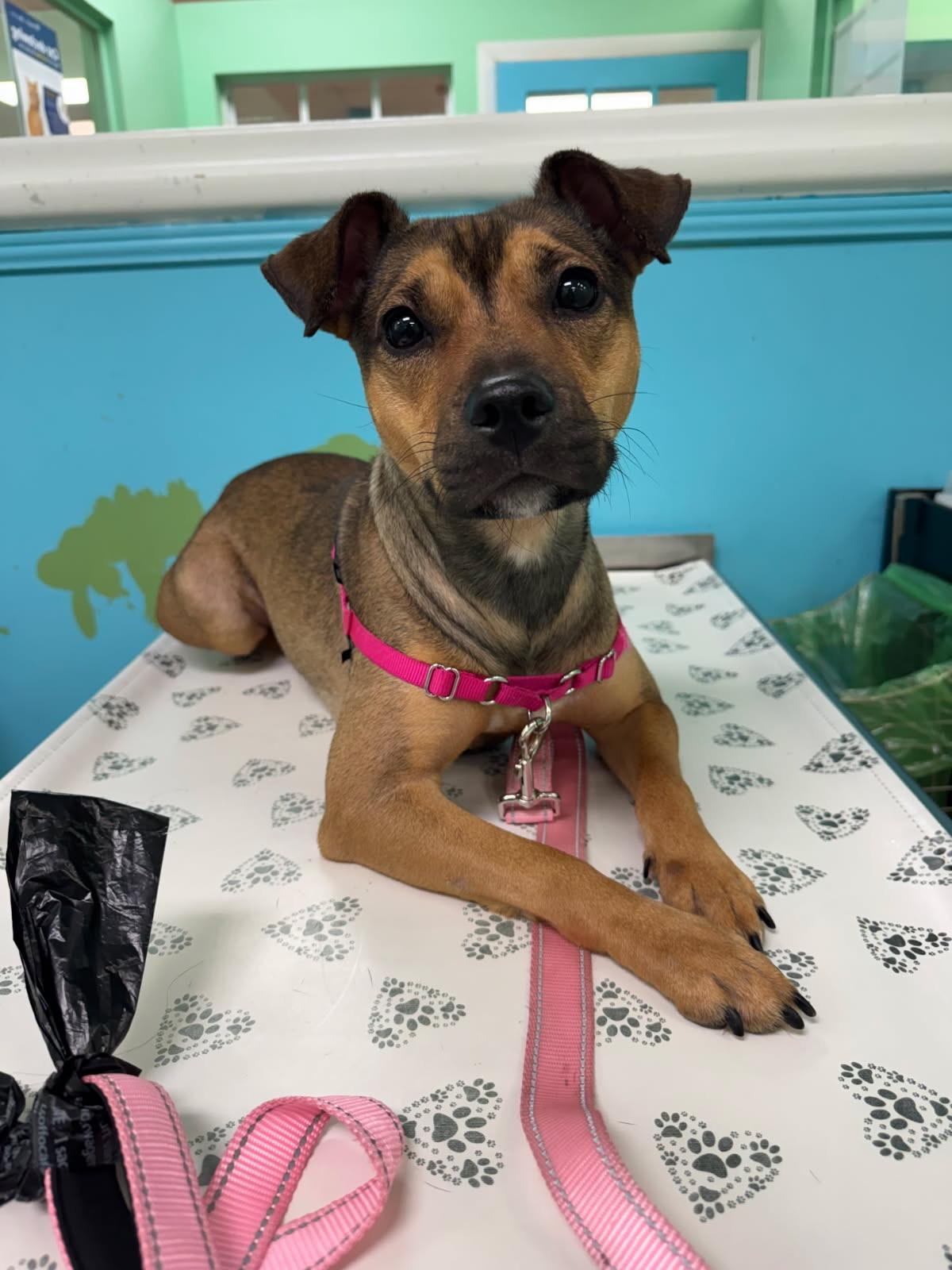 Enlarge Missy, a ADOPTABLE Mixed Breed in Lake Worth, FL image 2/2