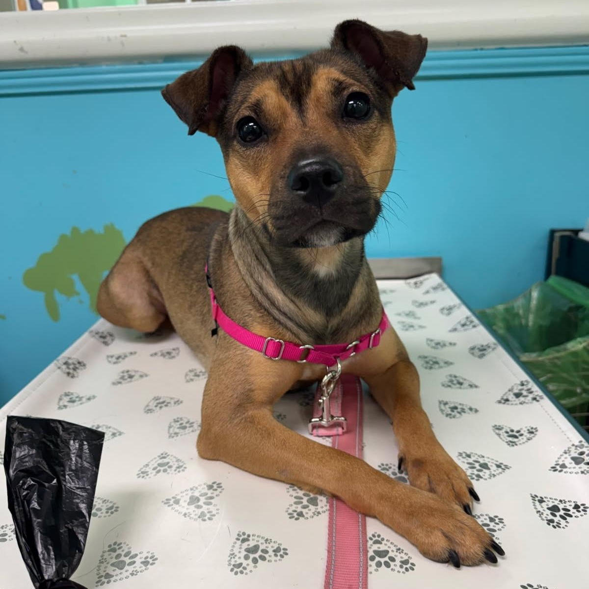 Missy, a ADOPTABLE Mixed Breed in Lake Worth, FL image 1/6