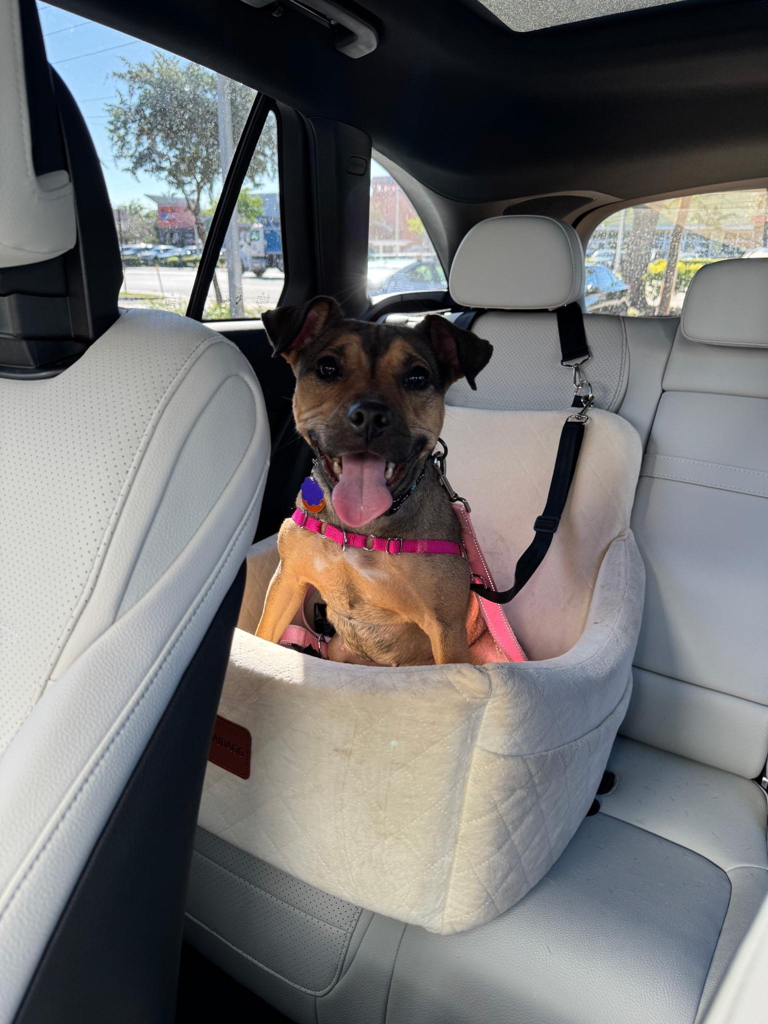 Missy, a ADOPTABLE Mixed Breed in Lake Worth, FL image 4/6