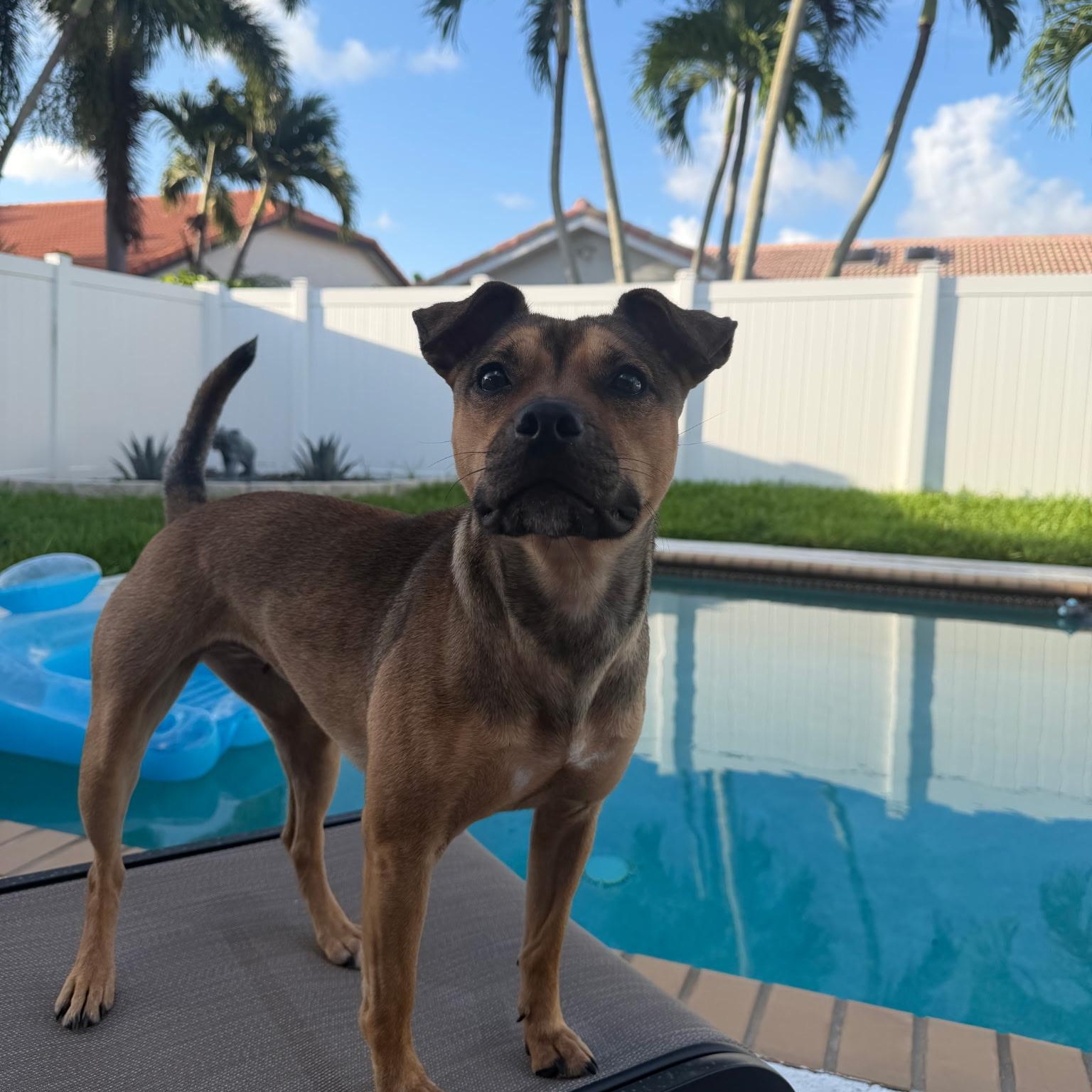 Missy, a ADOPTABLE Mixed Breed in Lake Worth, FL image 2/6