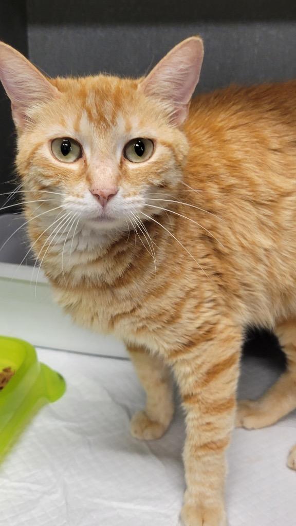 Boo Boo, Adoptable, Young Female Domestic Short Hair.