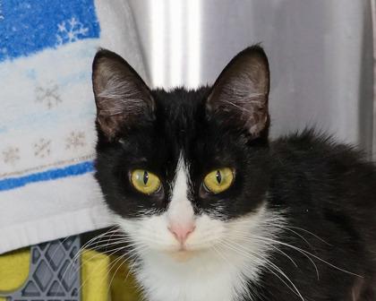 Enlarge Petals, a Adoptable Domestic Short Hair in West Seneca, NY image 1/3