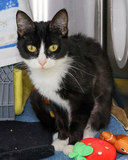 Enlarge Petals, a Adoptable Domestic Short Hair in West Seneca, NY image 2/3